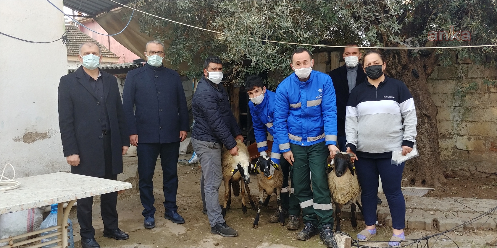 AYDIN BÜYÜKŞEHİR BELEDİYESİ, SAKIZ KOYUNU DAĞITIMINI ARTIRARAK DEVAM EDİYOR