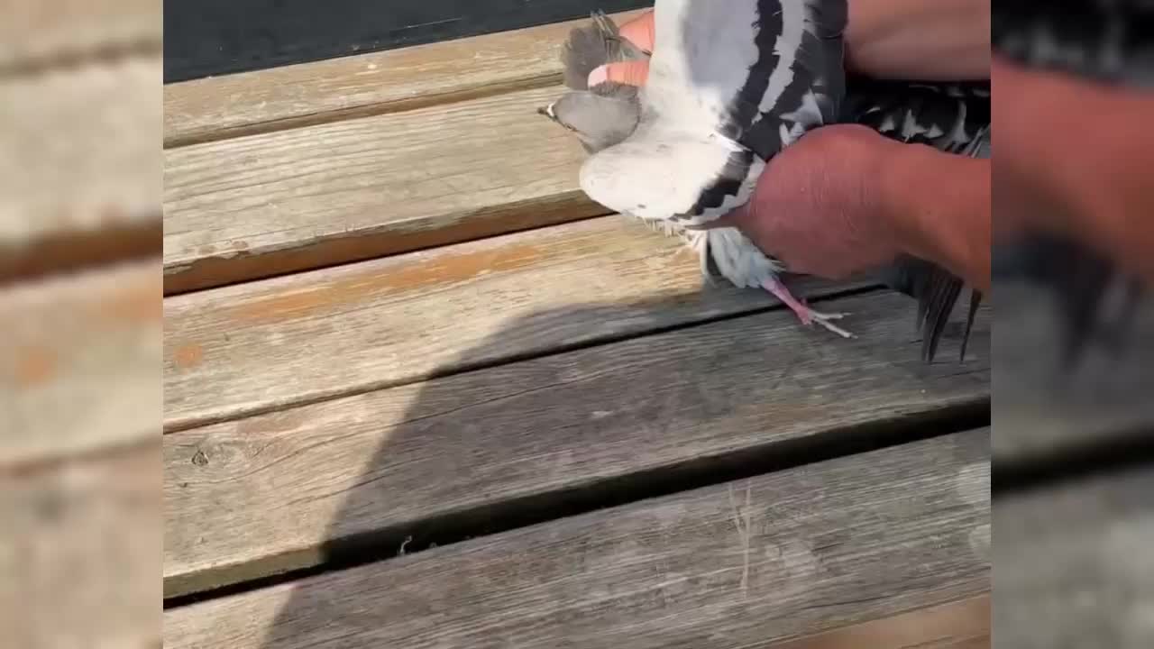 Sinop’ta boğazına ve ayağına misina dolanan iki güvercin kurtarıldı