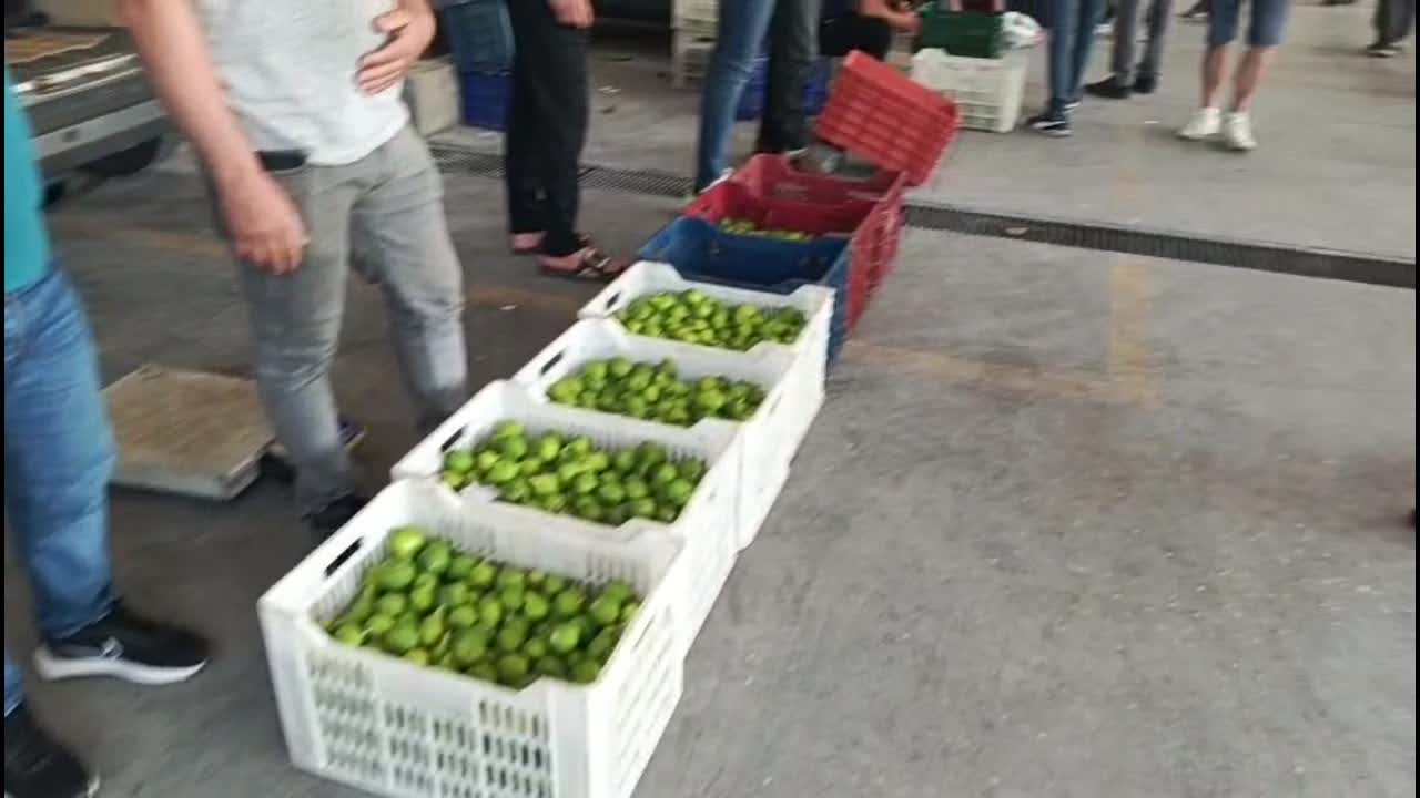 Aydın Nazilli'de "ilekleme" sezonu başladı