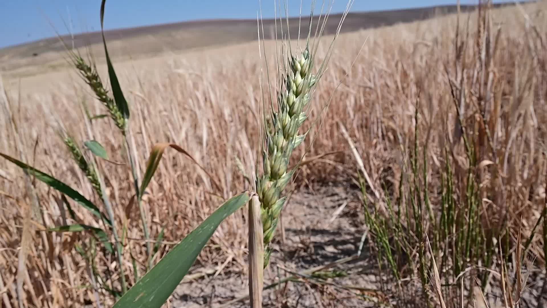 Yozgat’ta arpa hasadı kuraklık nedeniyle erken başladı
