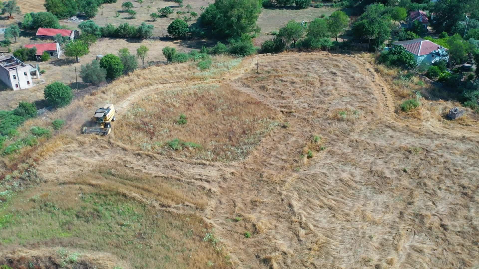 Bodrum Belediyesi'nden 3,5 ton buğday hasadı
