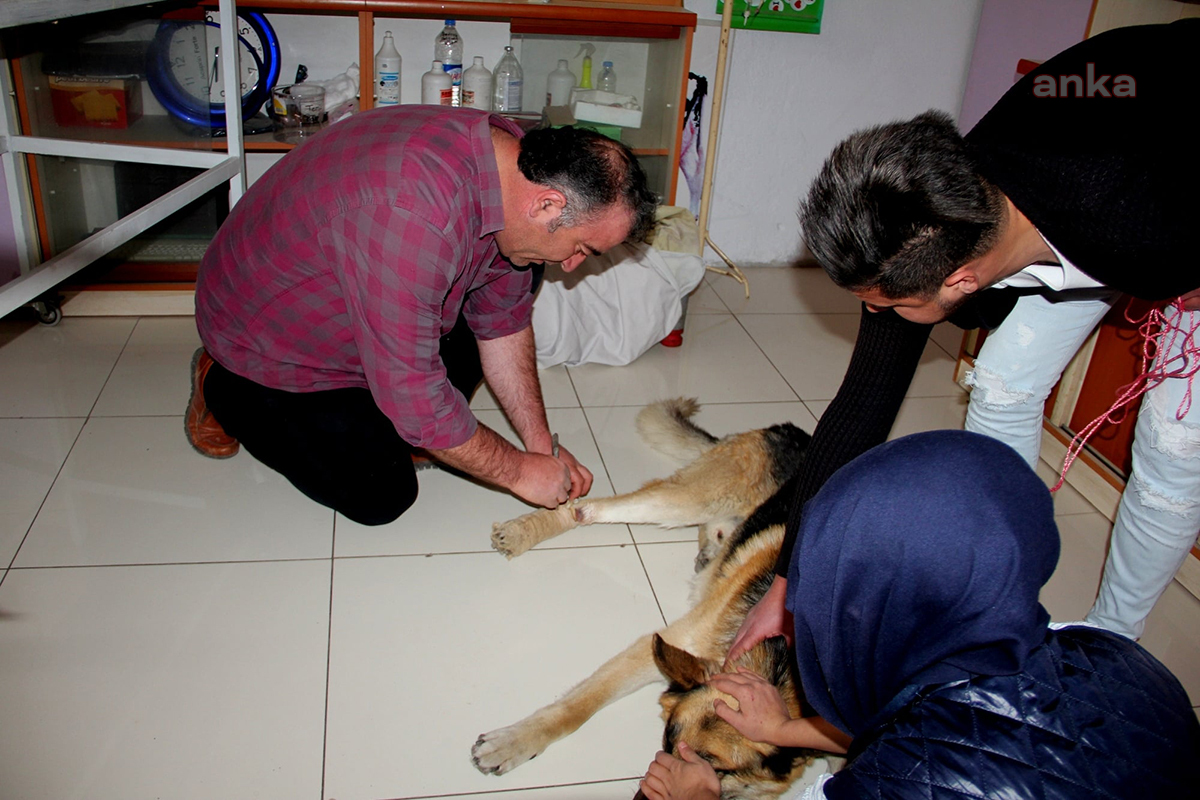 SEYDİŞEHİR’DE SOKAK KÖPEKLERİ KISIRLAŞTIRILIYOR