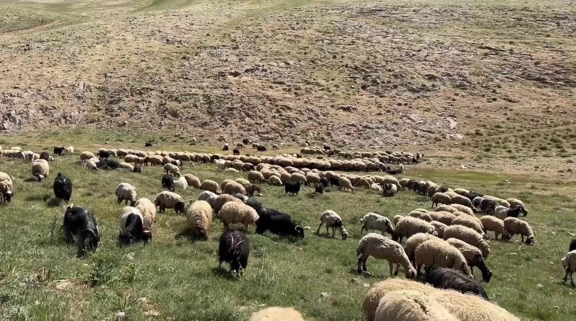 Vanlı besiciler zor günler geçiriyor: “Kurbanlıklar elimizde kaldı"