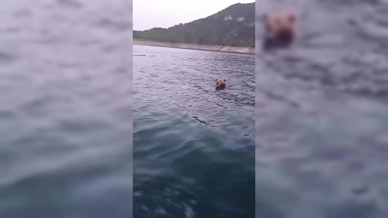 Sinop’ta yüzen ayı görüntülendi