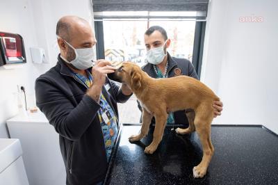 İZMİR'DE ARACIN ÇARPTIĞI YAVRU KÖPEĞİ ZABITA SAHİPLENDİ