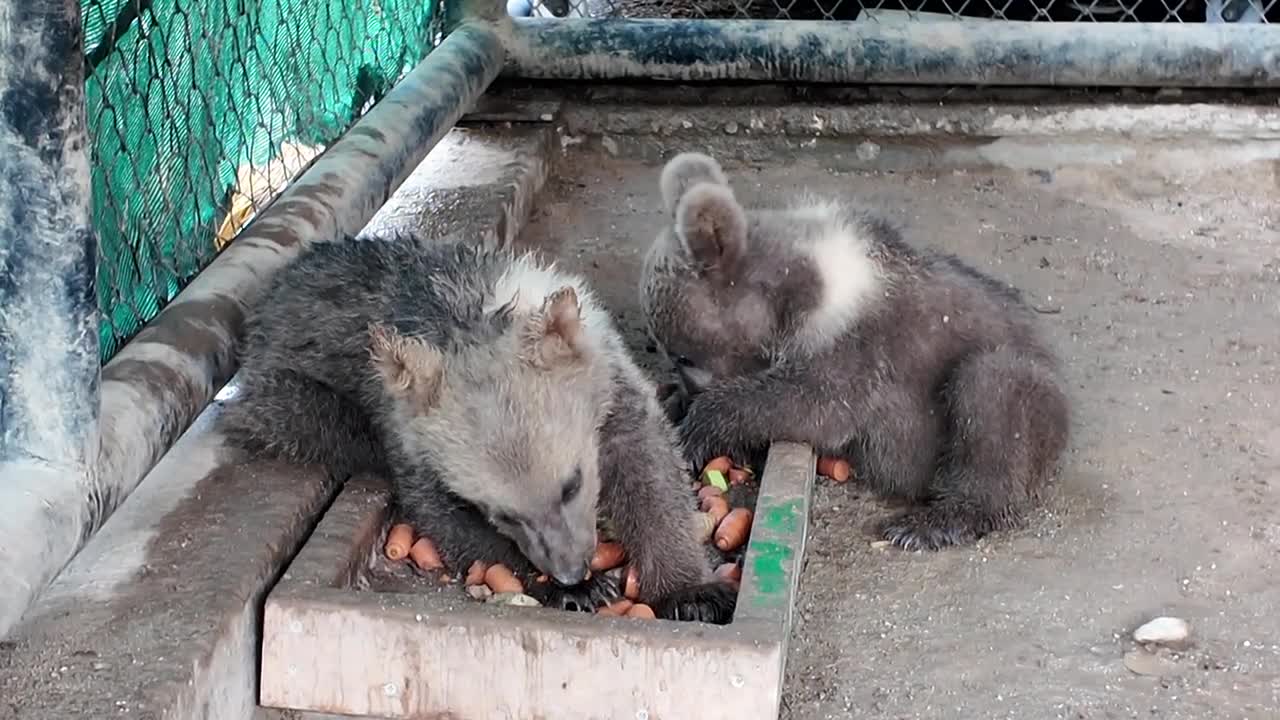 Tarsus Doğa Parkı’nda yavru sevinci
