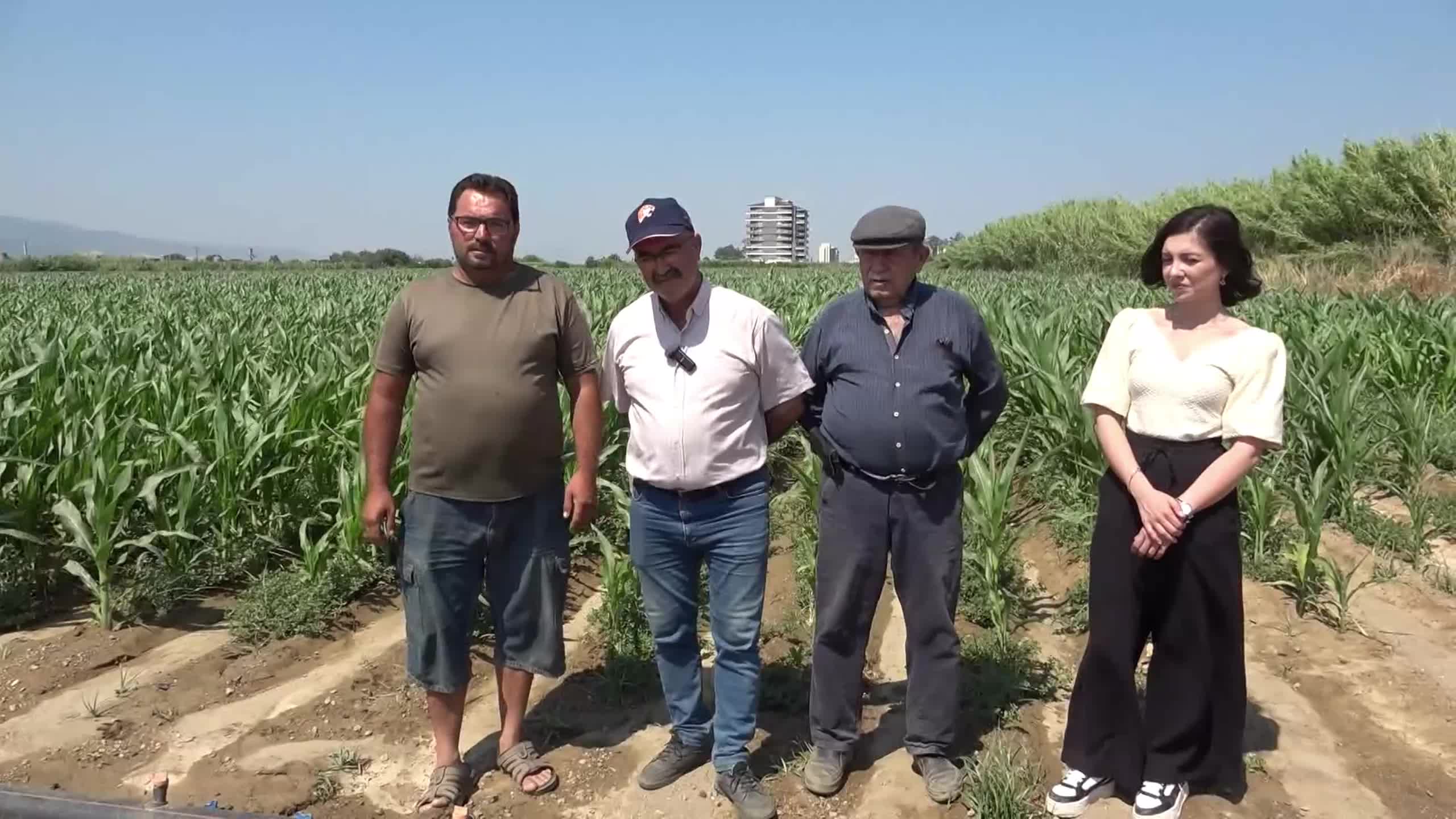 Nazilli’de silajlık mısır üreticileri maliyet ve su kriziyle boğuşuyor: "Her şey çiftçinin aleyhine"
