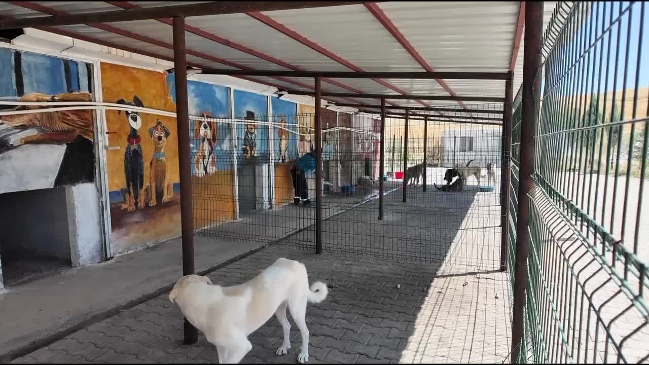 Adıyaman Belediyesi'nden sokak hayvanlarına doğal yaşam ve gölgelik desteği