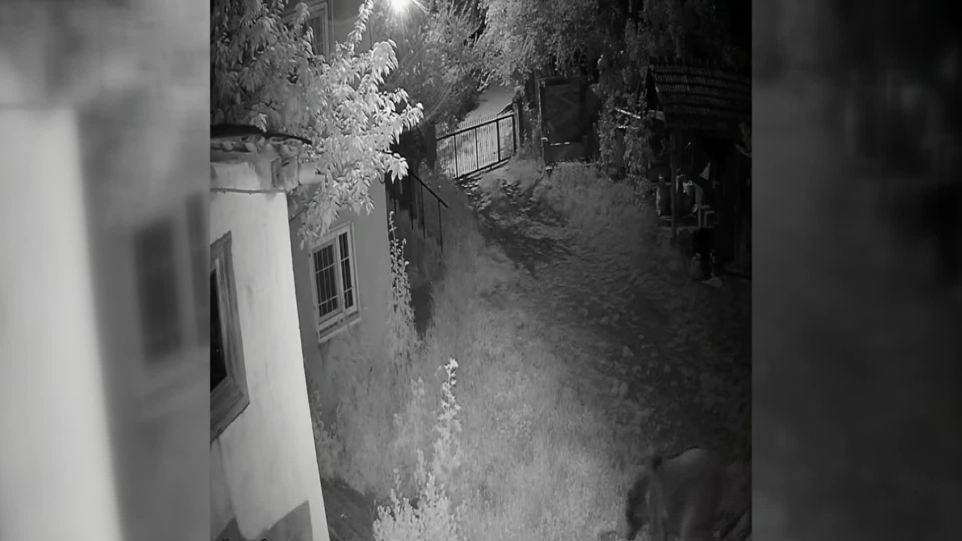 Sinop'ta evin bahçesinde yiyecek arayan ayı, güvenlik kamerasına yansıdı