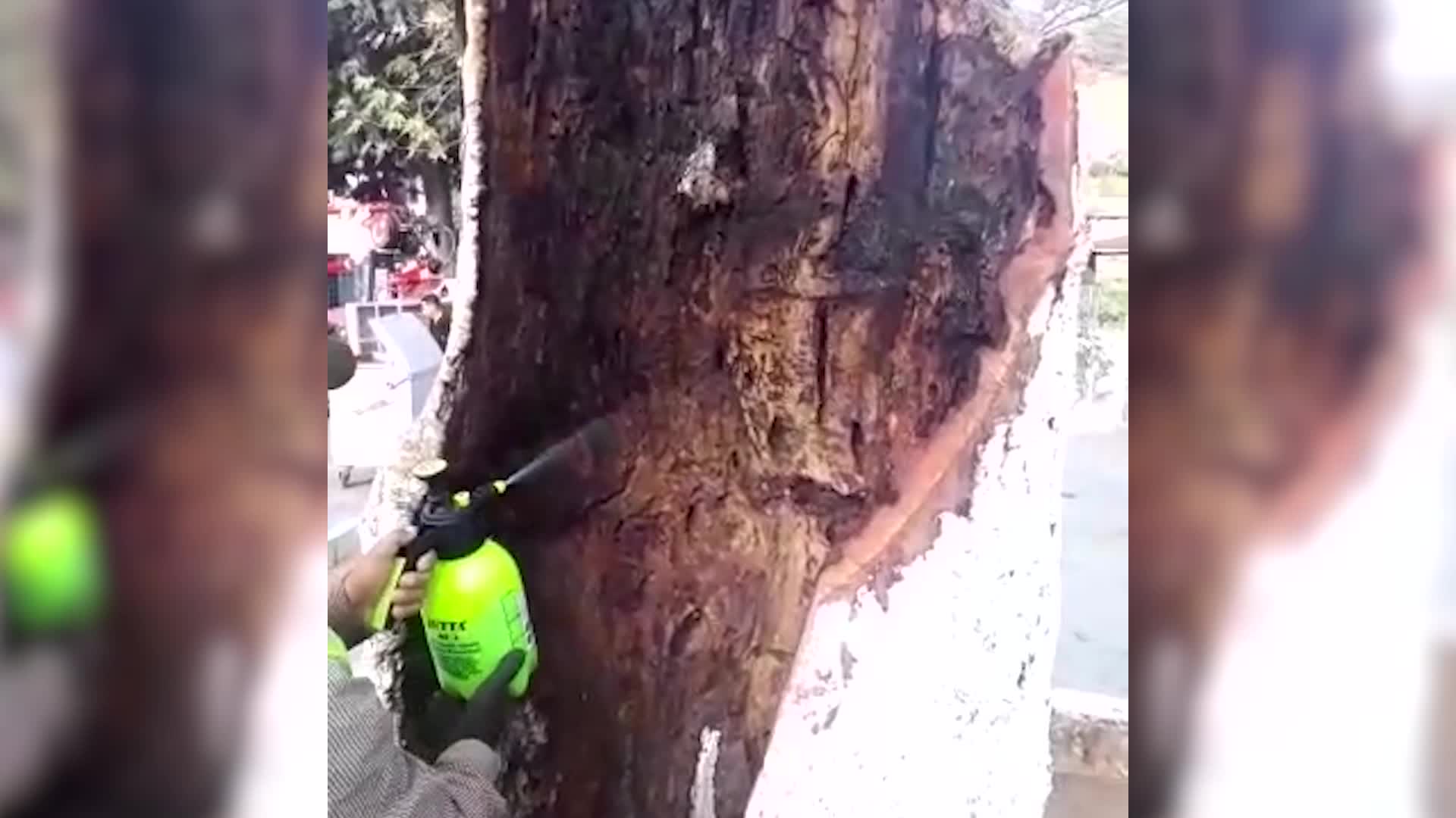İZMİR BÜYÜKŞEHİR'DEN ANIT AĞAÇLARA GENÇLİK AŞISI
