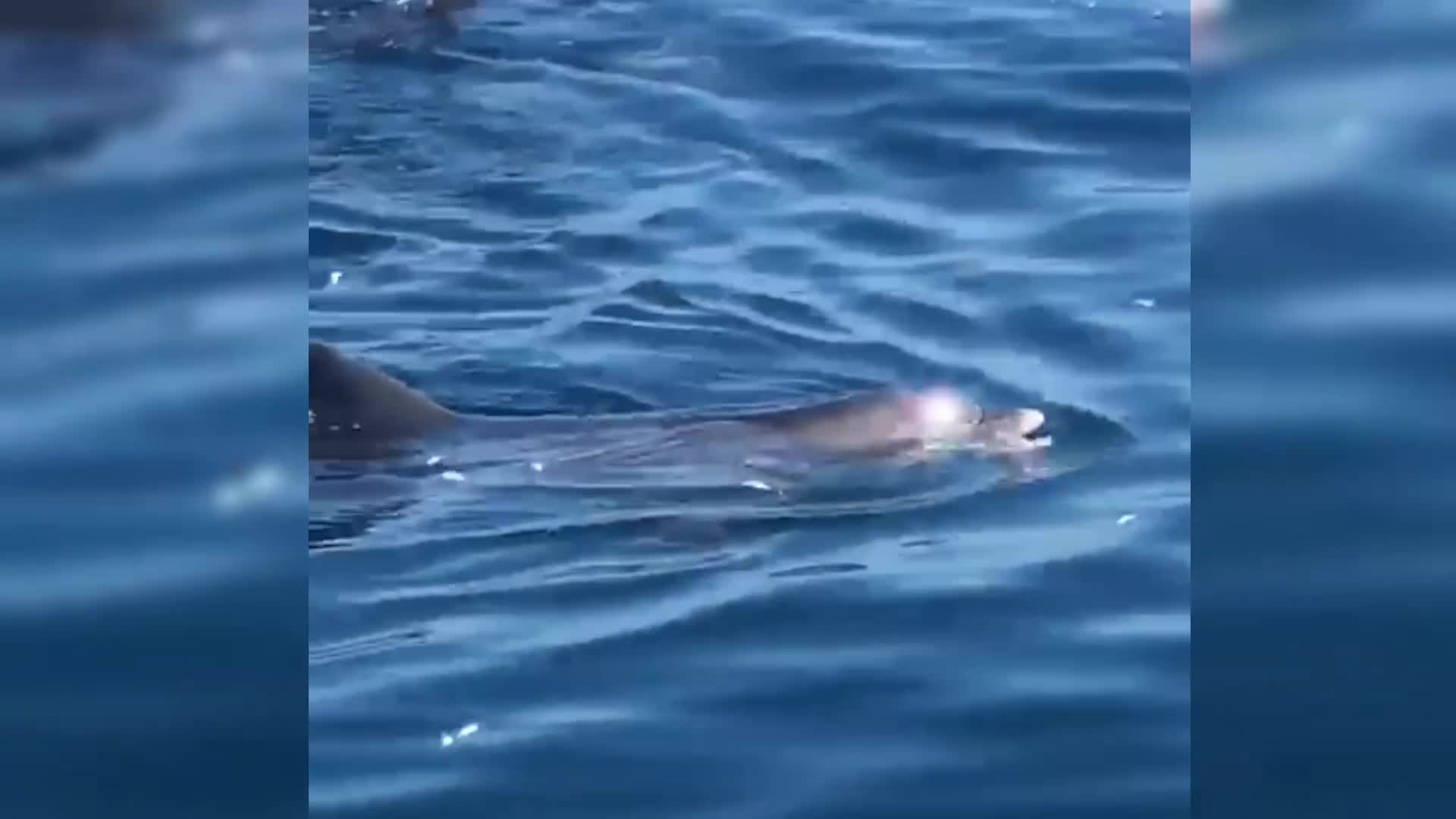 Türkiye’nin en kuzeyinde yunusların balık ziyafeti