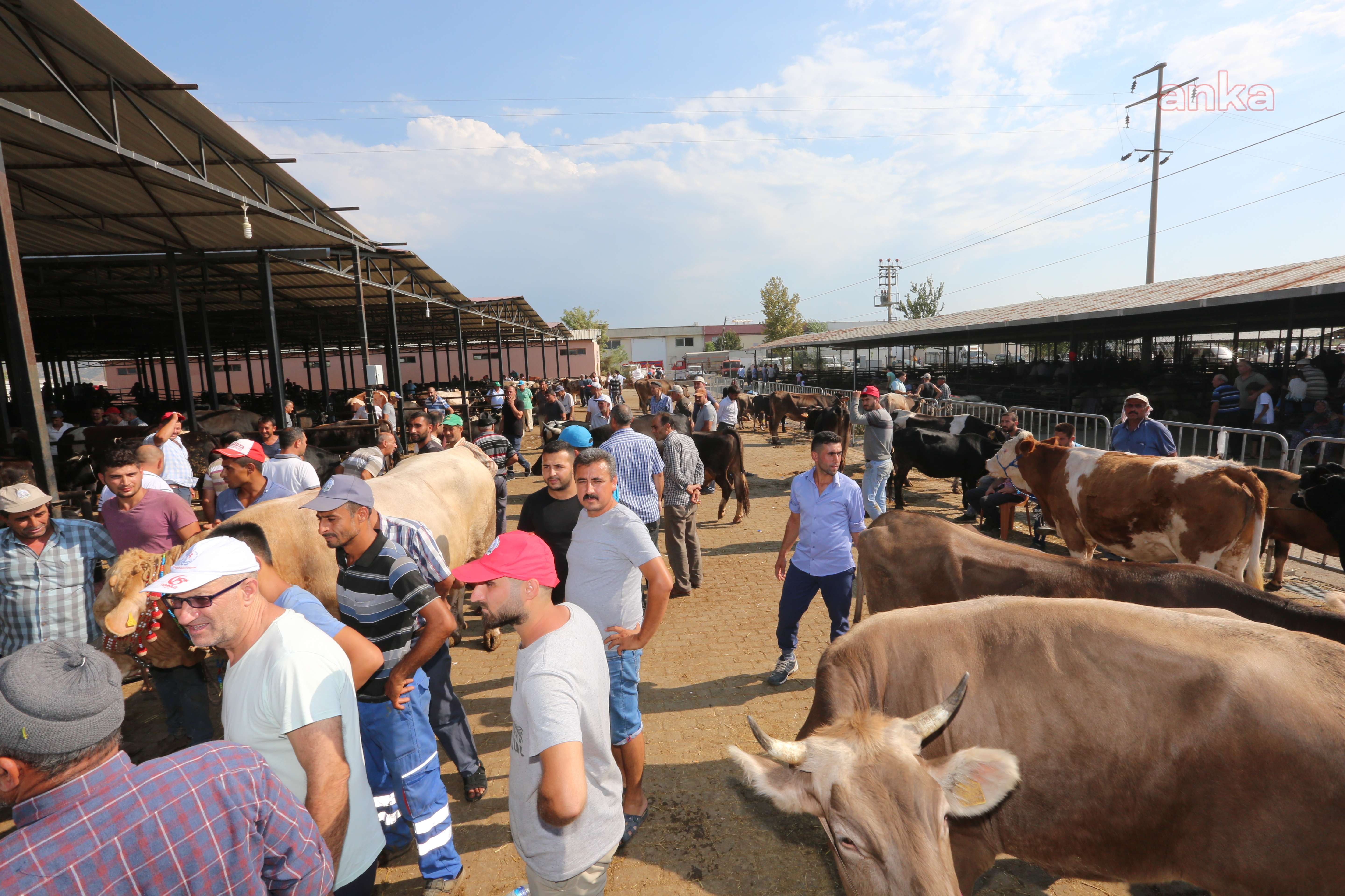 EFELER BELEDİYE BAŞKANI ATAY HAYVAN ÜRETİCİLERİNİ MAĞDUR ETMEDİ