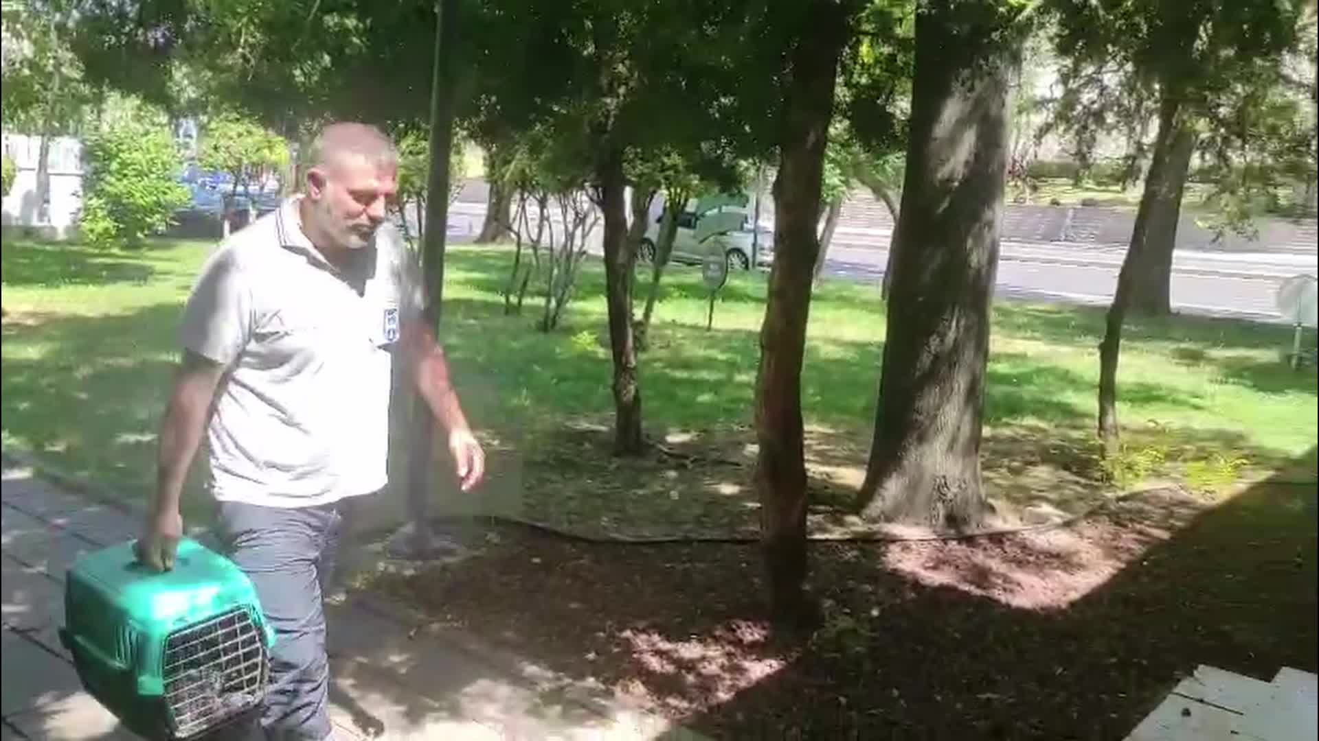 Sokak kedisi "İbo Habibi'nin talepleri'' ABB ekipleri tarafından karşılandı