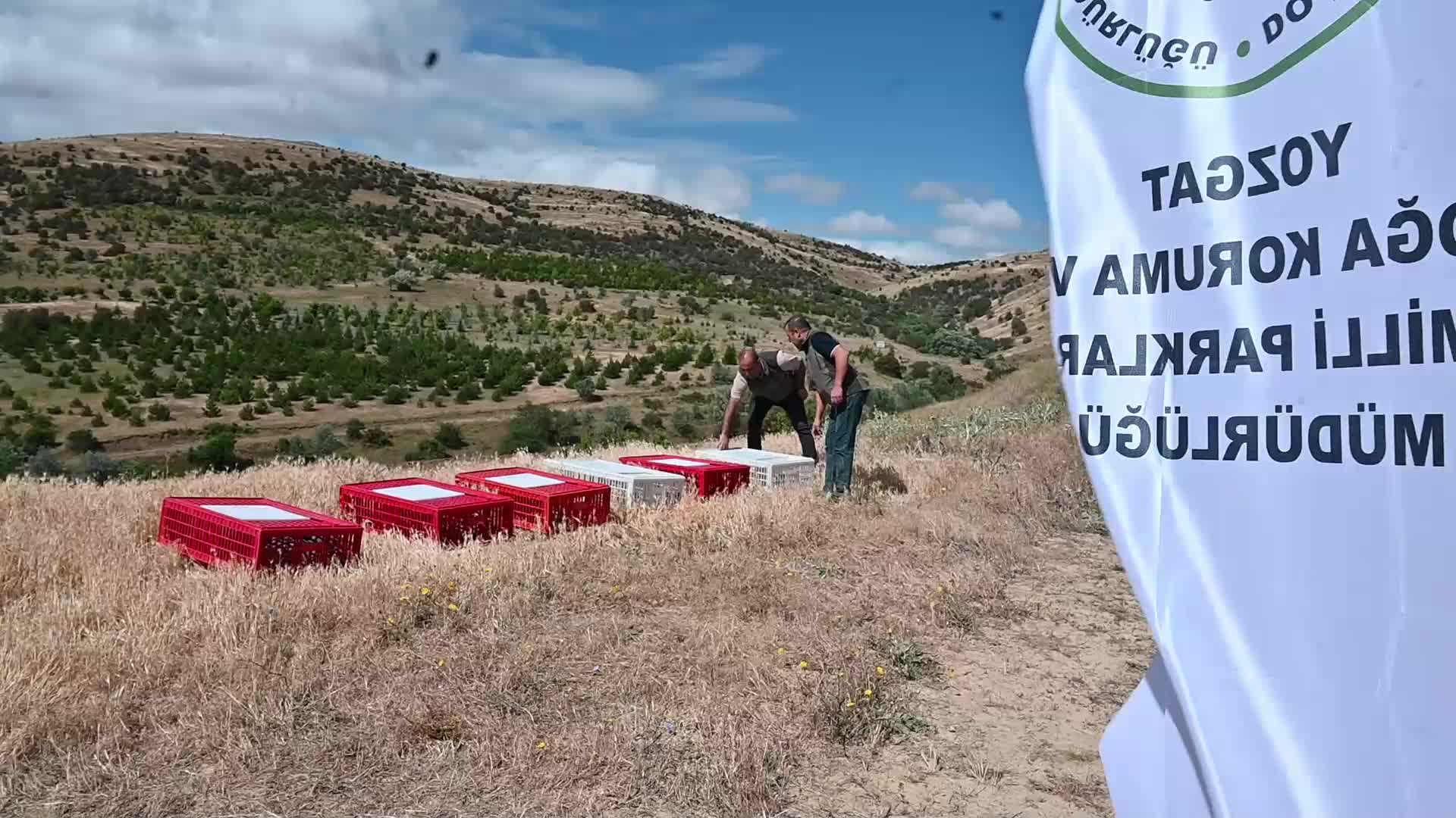 Yozgat’ta 18 yılda yetiştirilen 215 bin keklik doğaya salındı