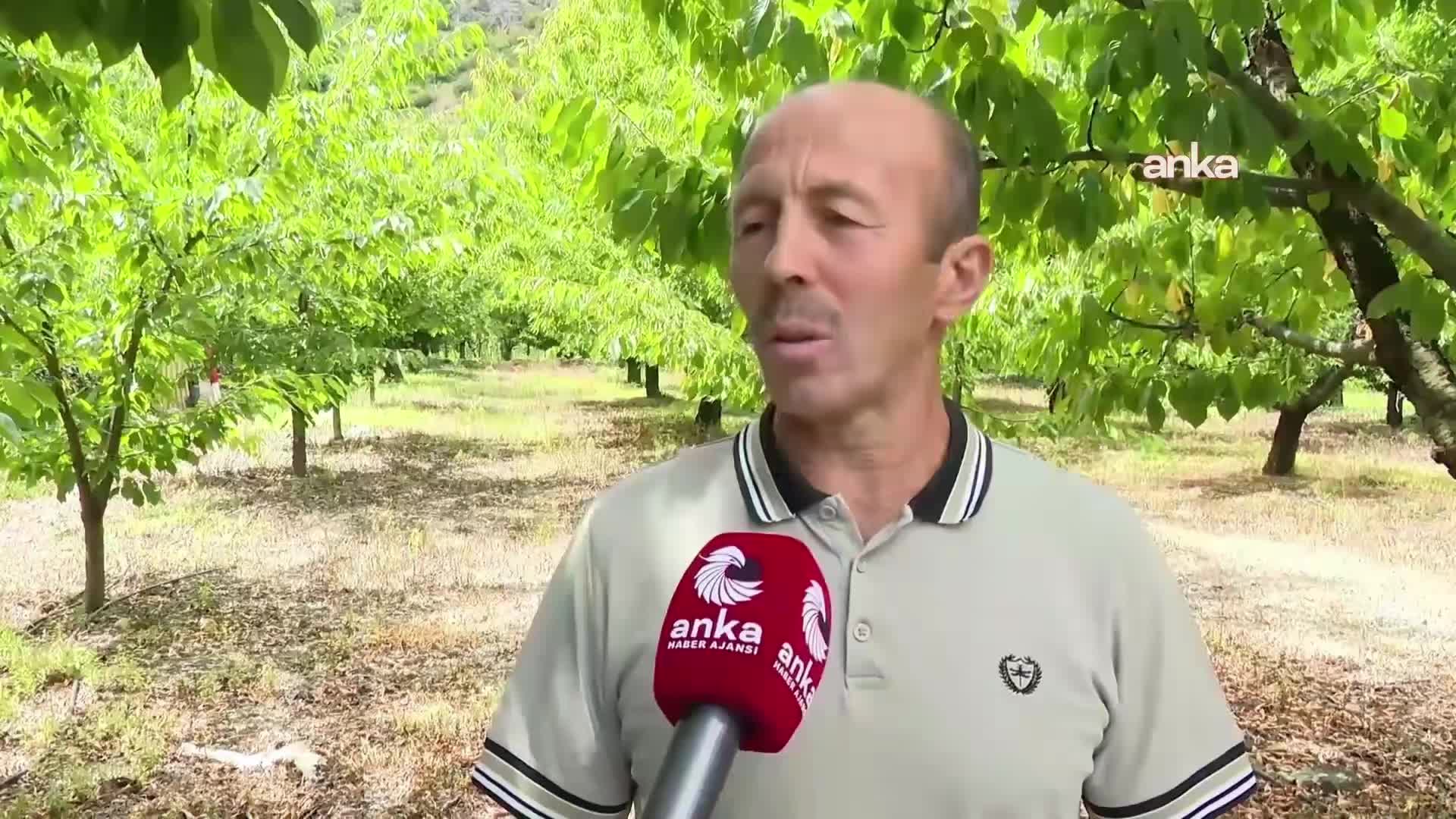 Zirai dondan bahçesi yanan çiftçi Amasya’dan seslendi: 5 ton kirazım oluyordu, bugün bir tane bile meyve yok