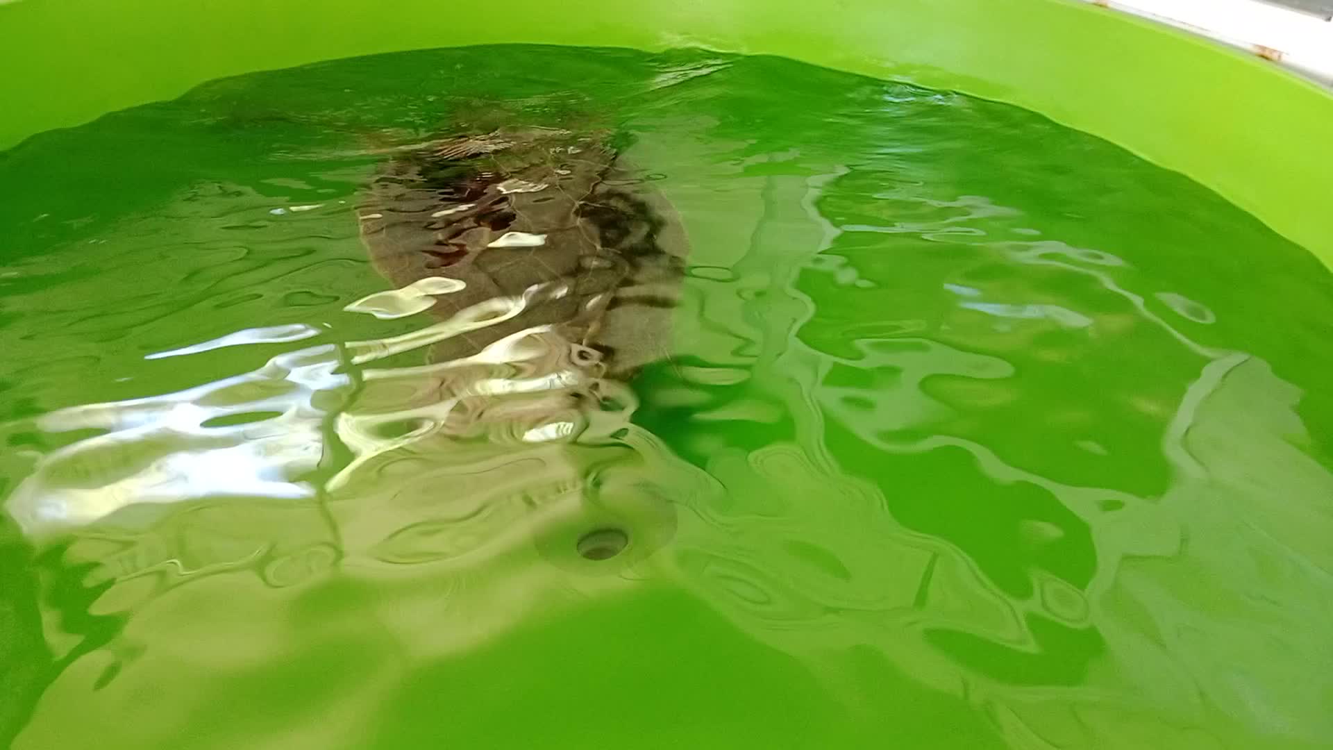 Sinyali kesilen caretta caretta "Tuba", İztuzu Plajı'na döndü