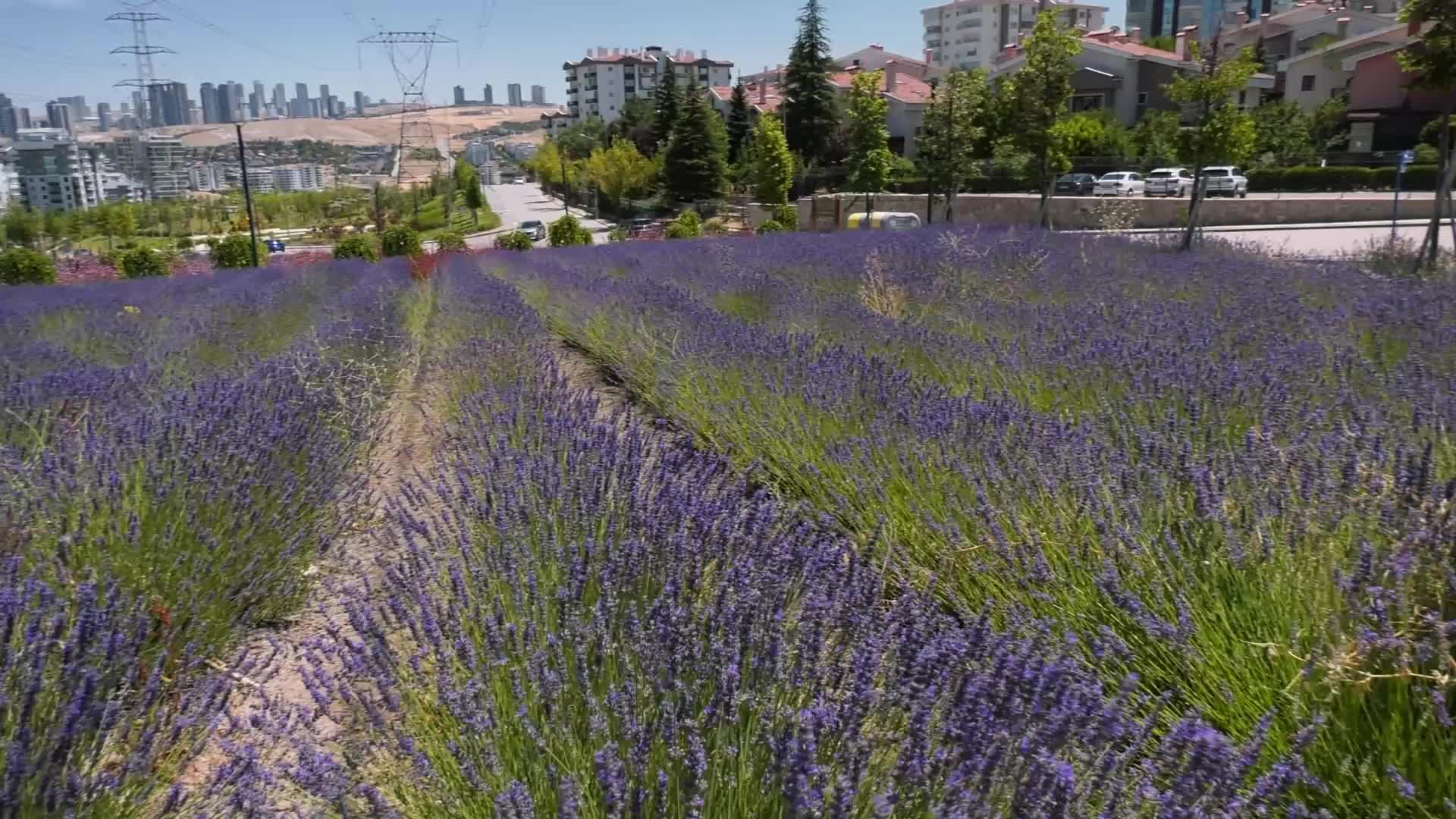 Ankara Büyükşehir Belediyesi’nin lavanta bahçelerine yoğun ilgi