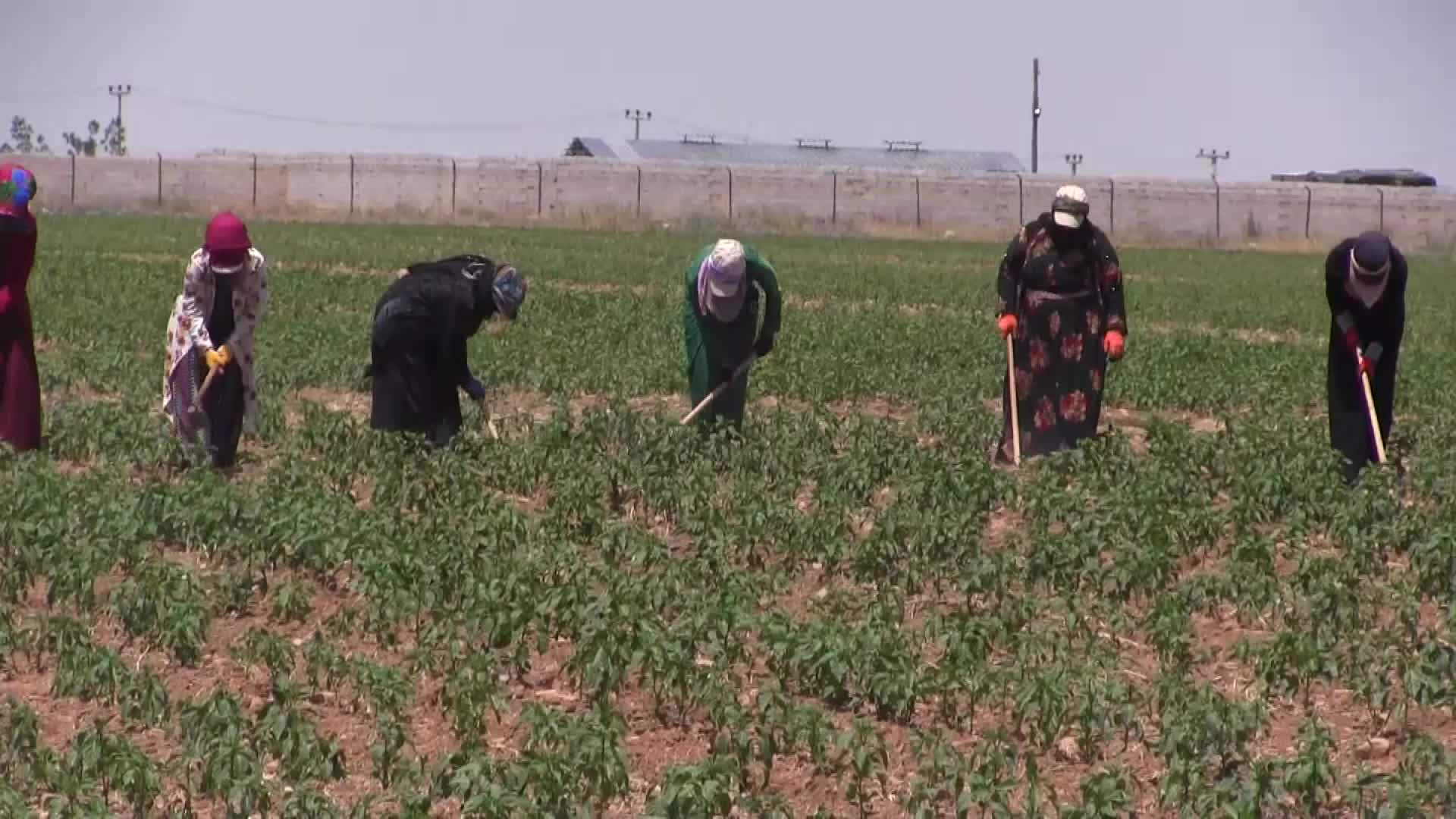 Şanlıurfa'da sıcaklık uyarısı: Tarım işçileri göz hastalıkları riskiyle karşı karşıya