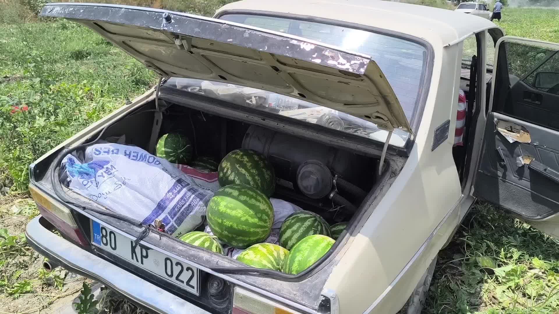 Kadirli'de çiftçi satamadığı karpuzları halka açtı, vatandaşlar tarlaya akın etti