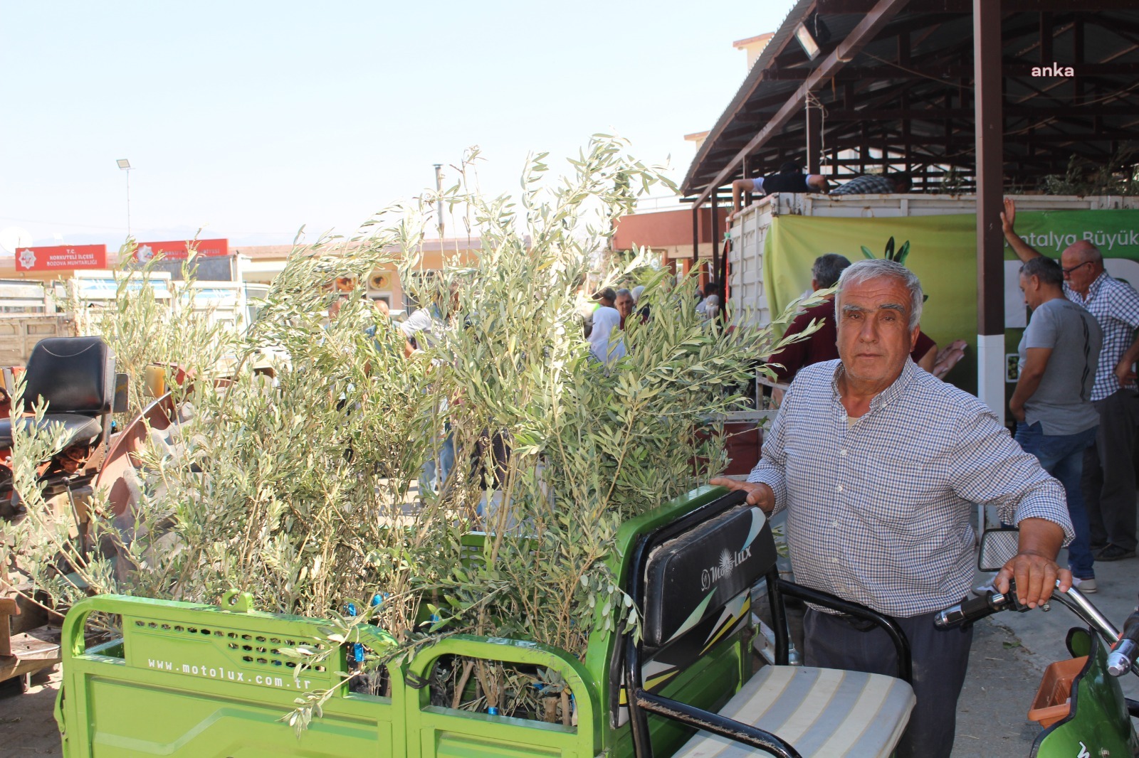Antalya Büyükşehir Belediyesi’nden 19 ilçeye 40 bin zeytin fidanı desteği