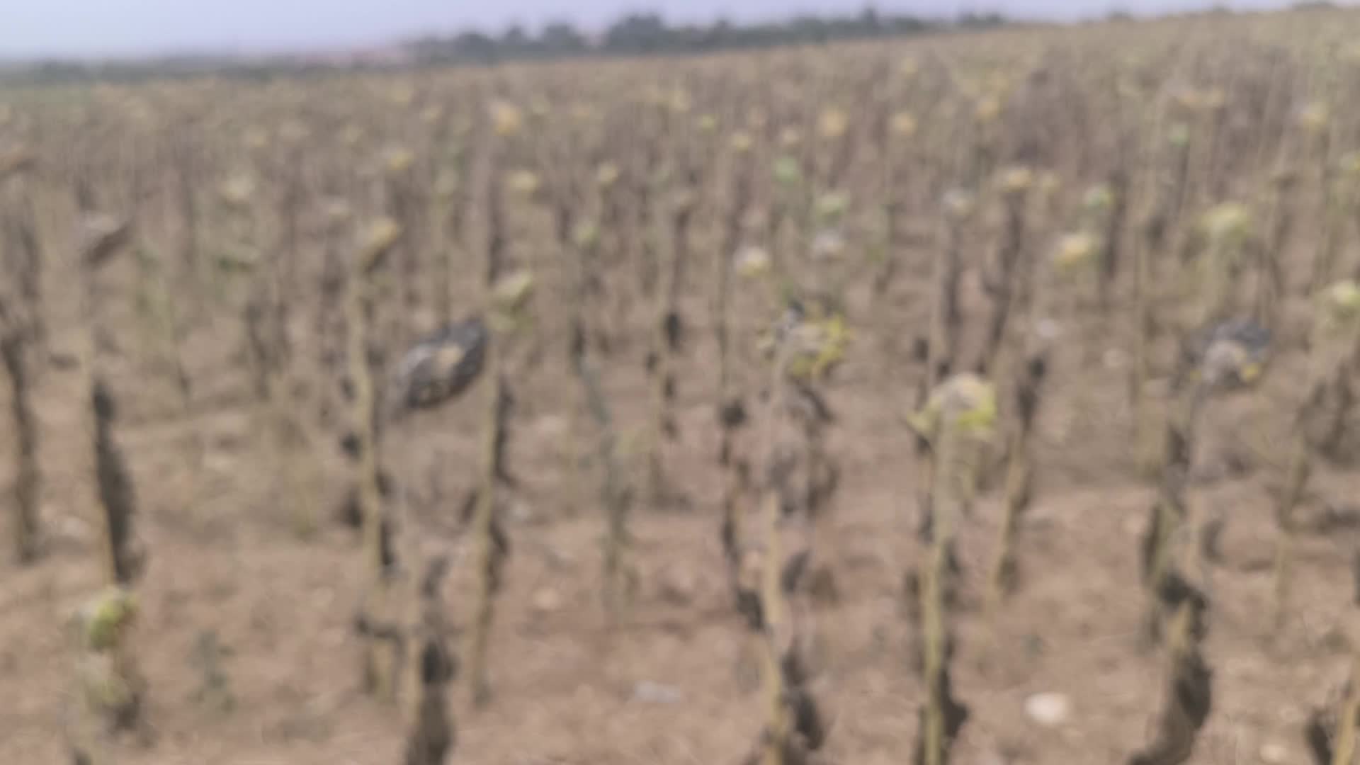 Ayçiçeği hasadı yapan çiftçinin mahsulü, biçer parasını bile karşılamadı