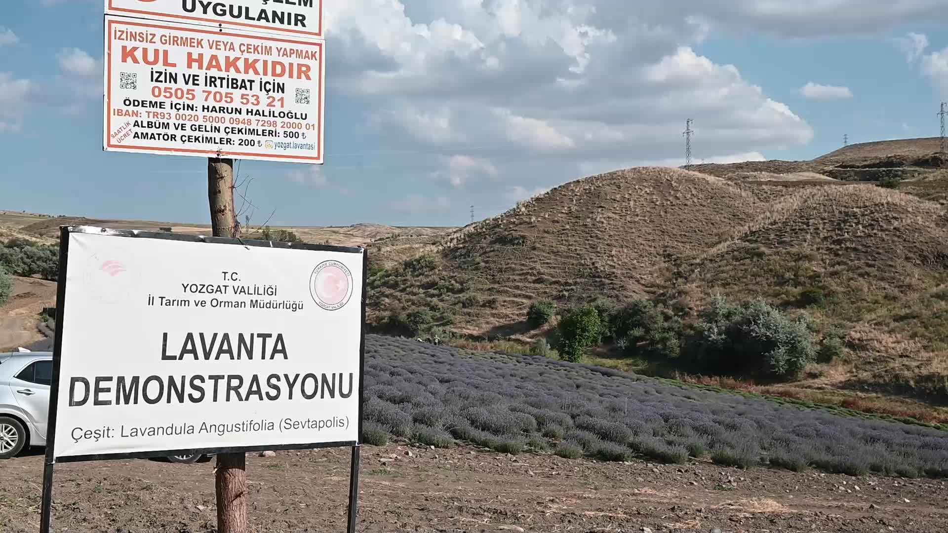 Lavanta üretimi artıyor, pazar sorunu çözülemiyor