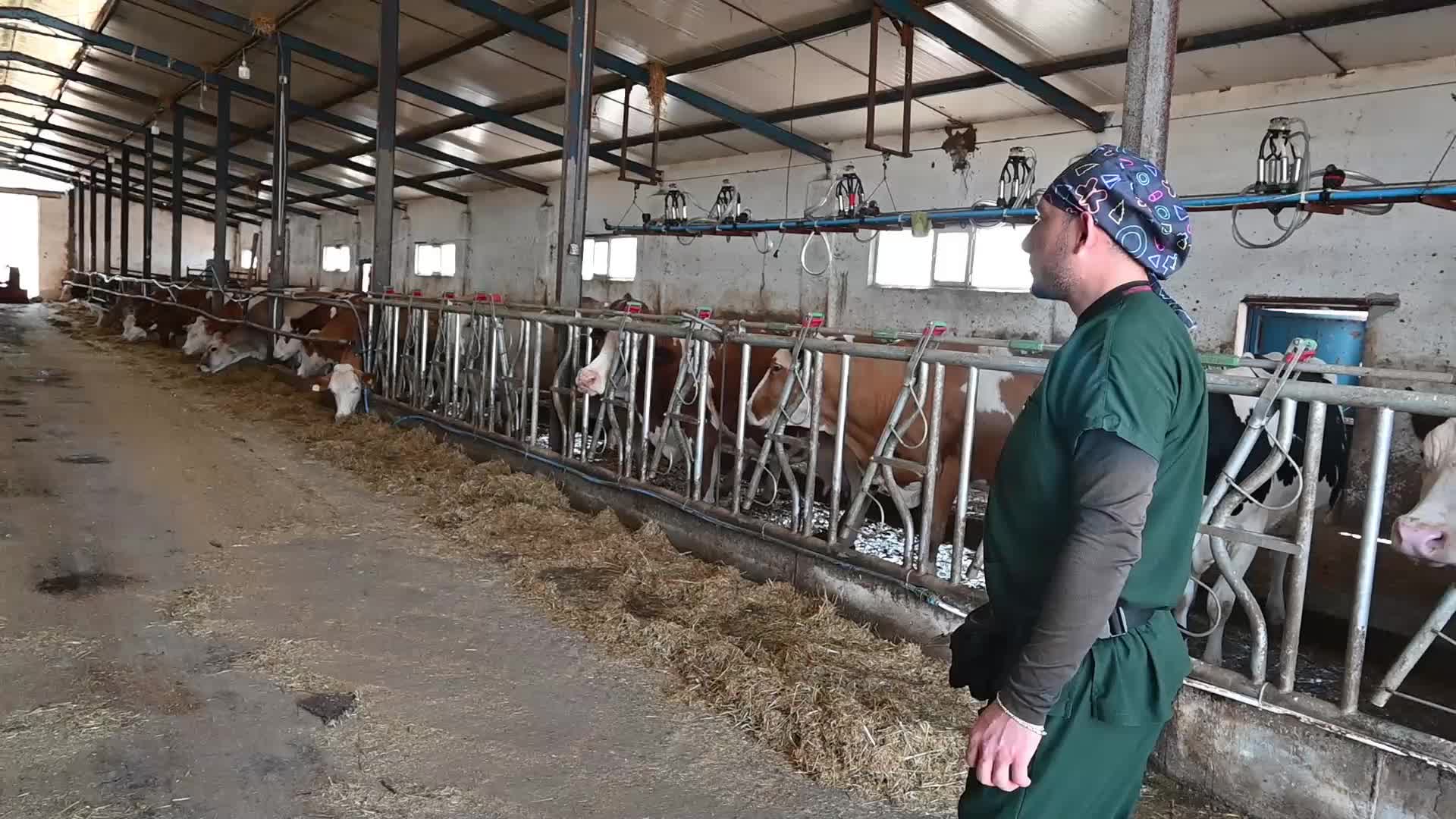 Yozgat’ta 155 bin 244 büyükbaş hayvan aşılandı