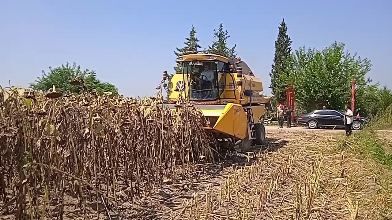 Osmaniye’de yerli ayçiçeği hasadına başlandı