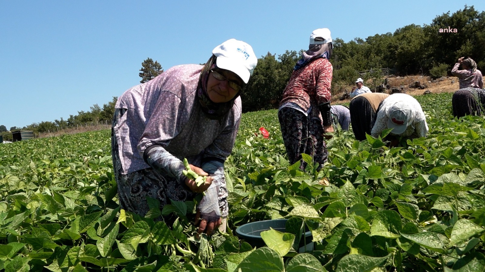 Balıkesir Büyükşehir Belediyesi’nin Balyalı üreticiye dağıttığı tohumlar toprakla buluşturuldu
