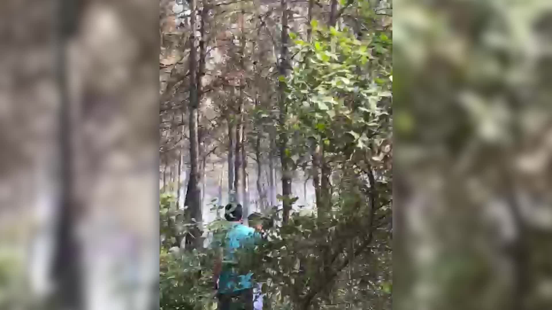 İzmir Gaziemir’de orman yangını
