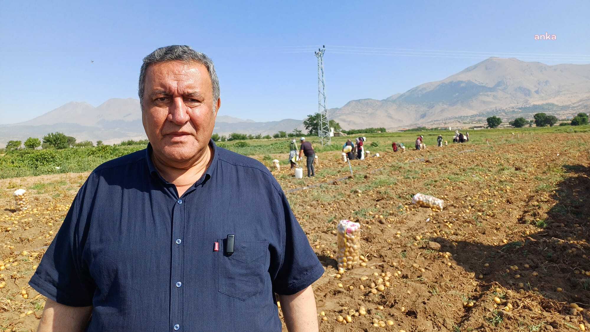 Niğde'deki yazlık patates üreticisi dertli... Ömer Fethi Gürer: "Çiftçi umutla ekiyor, yıl sonunda hüsrana uğruyor"
