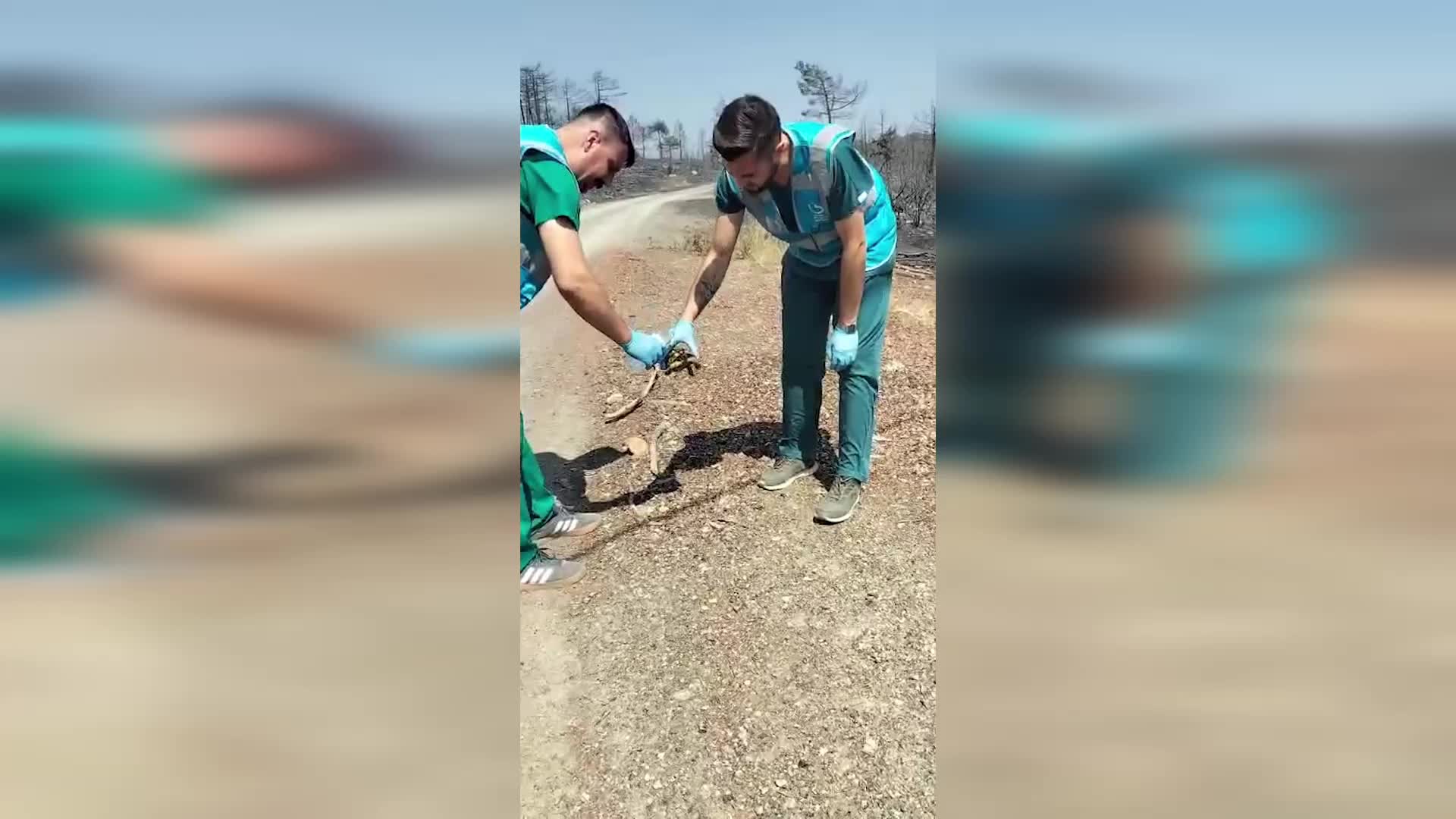 Balıkesir Büyükşehir Belediyesi, yangın bölgesinde can dostlar için seferber oldu