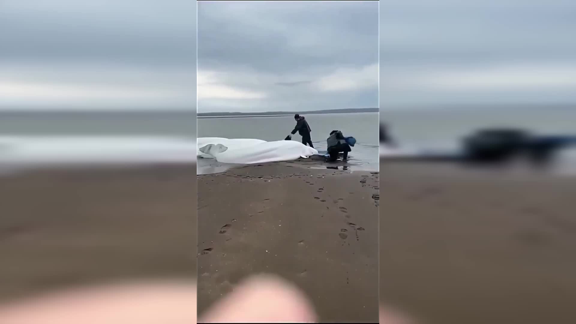 Pasifik’te tsunami uyarıları hafifletildi, ancak bazı bölgelerde riskin hala devam ettiği bildirildi