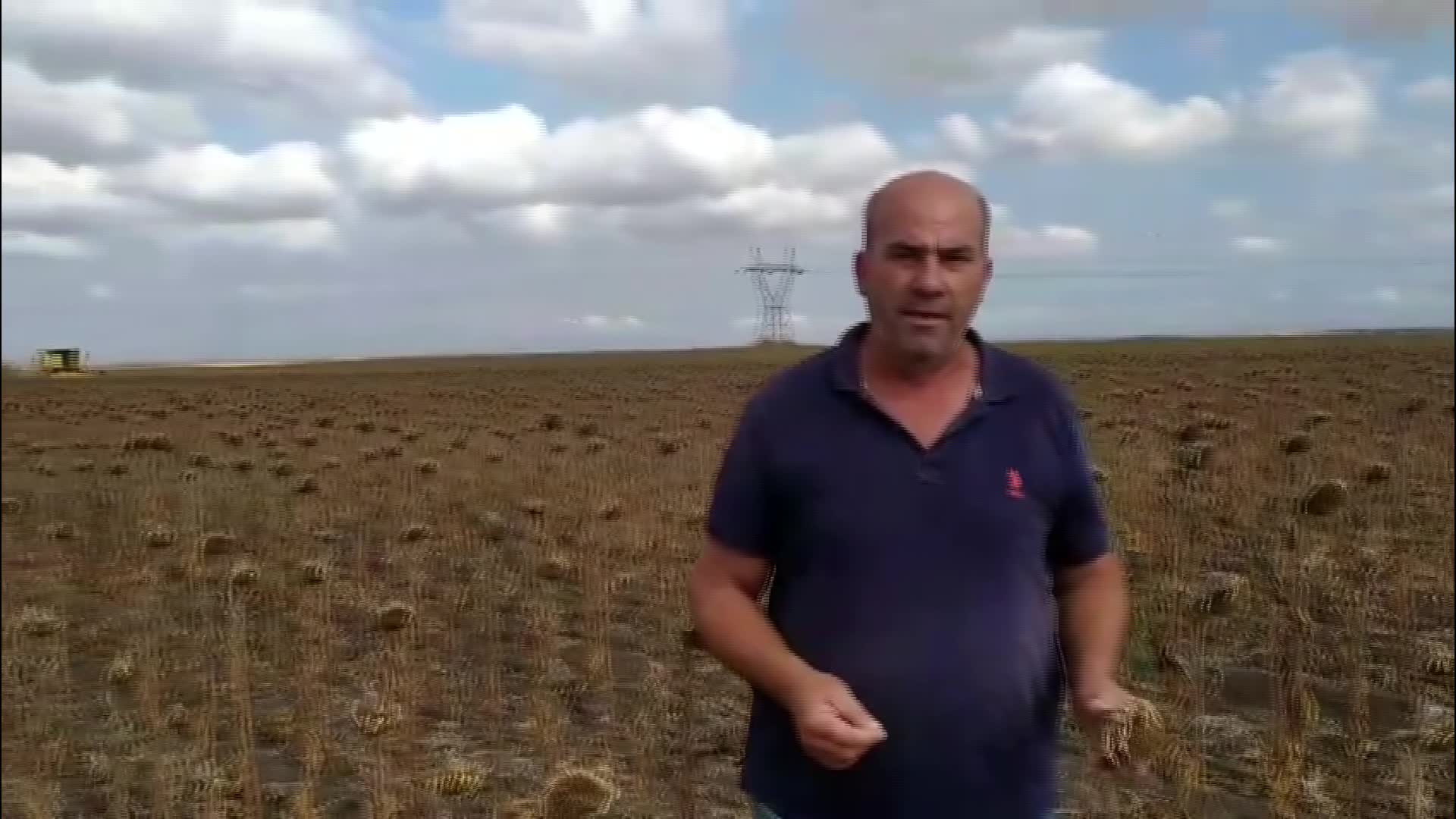 Edirne’de kuraklık nedeniyle hasadı erken başlayan ayçiçeğinde verim düşük
