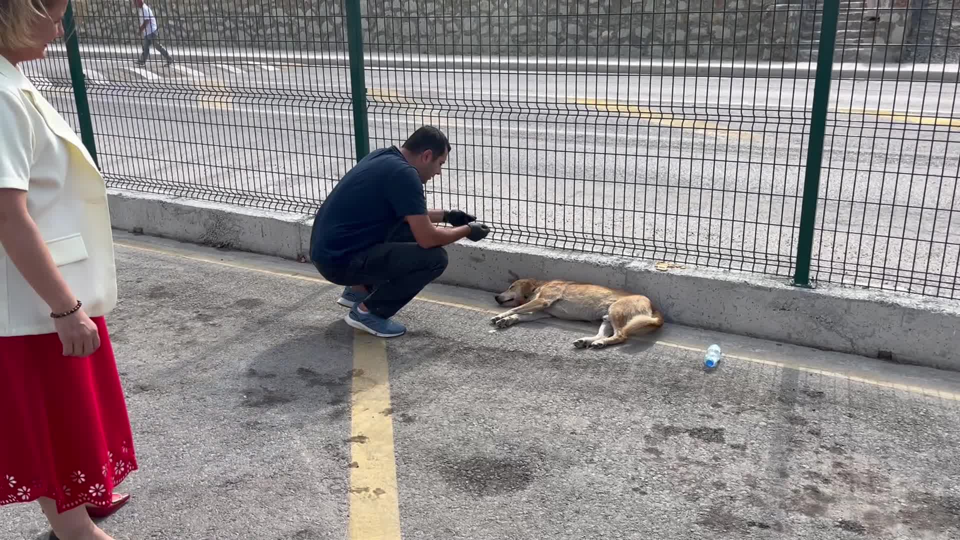 Kandıra Cezaevi önünde bulunan yaralı köpek tedavi edildi