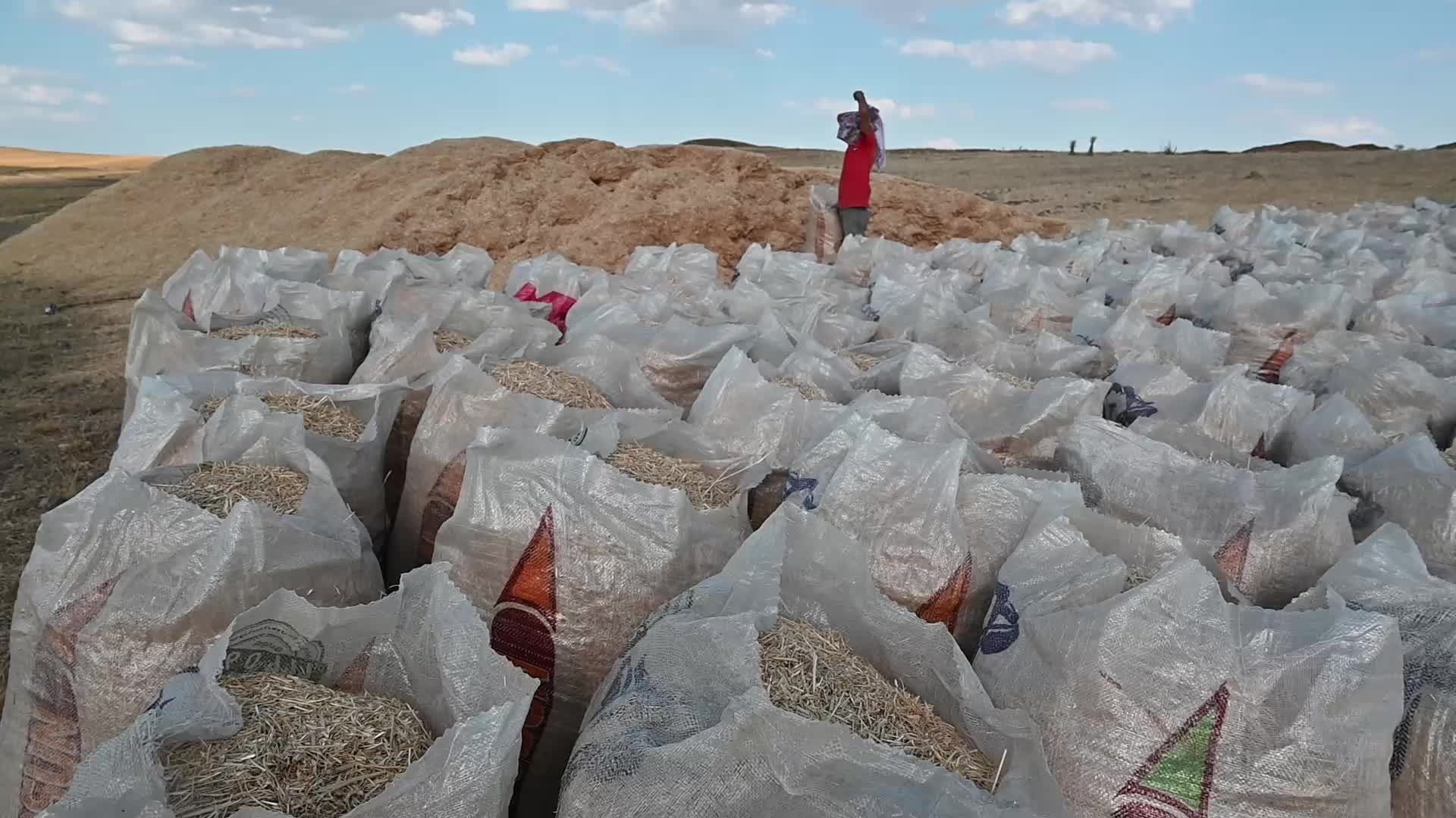 Yozgat’ta verim düşüklüğü saman fiyatlarını üçe katladı
