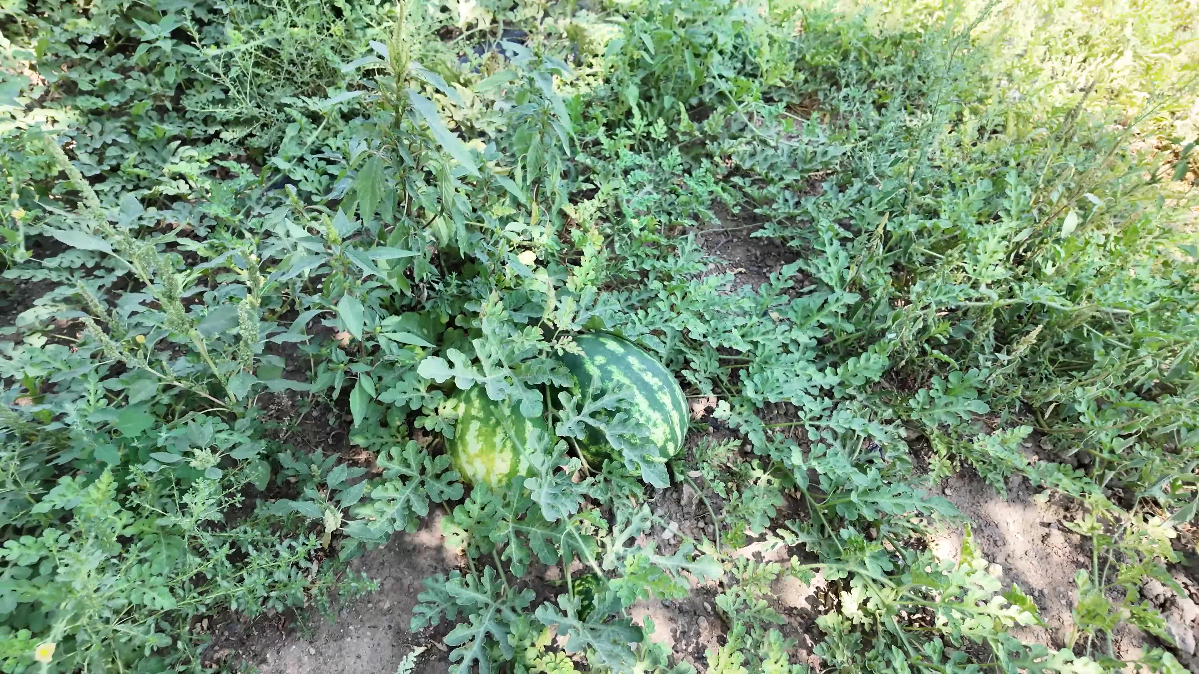 Denizli Büyükşehir Belediyesinden "tarladan sofraya" kadar destek... Belediye, üreticinin elinde kalan karpuzları ihtiyaç sahipleri için satın aldı