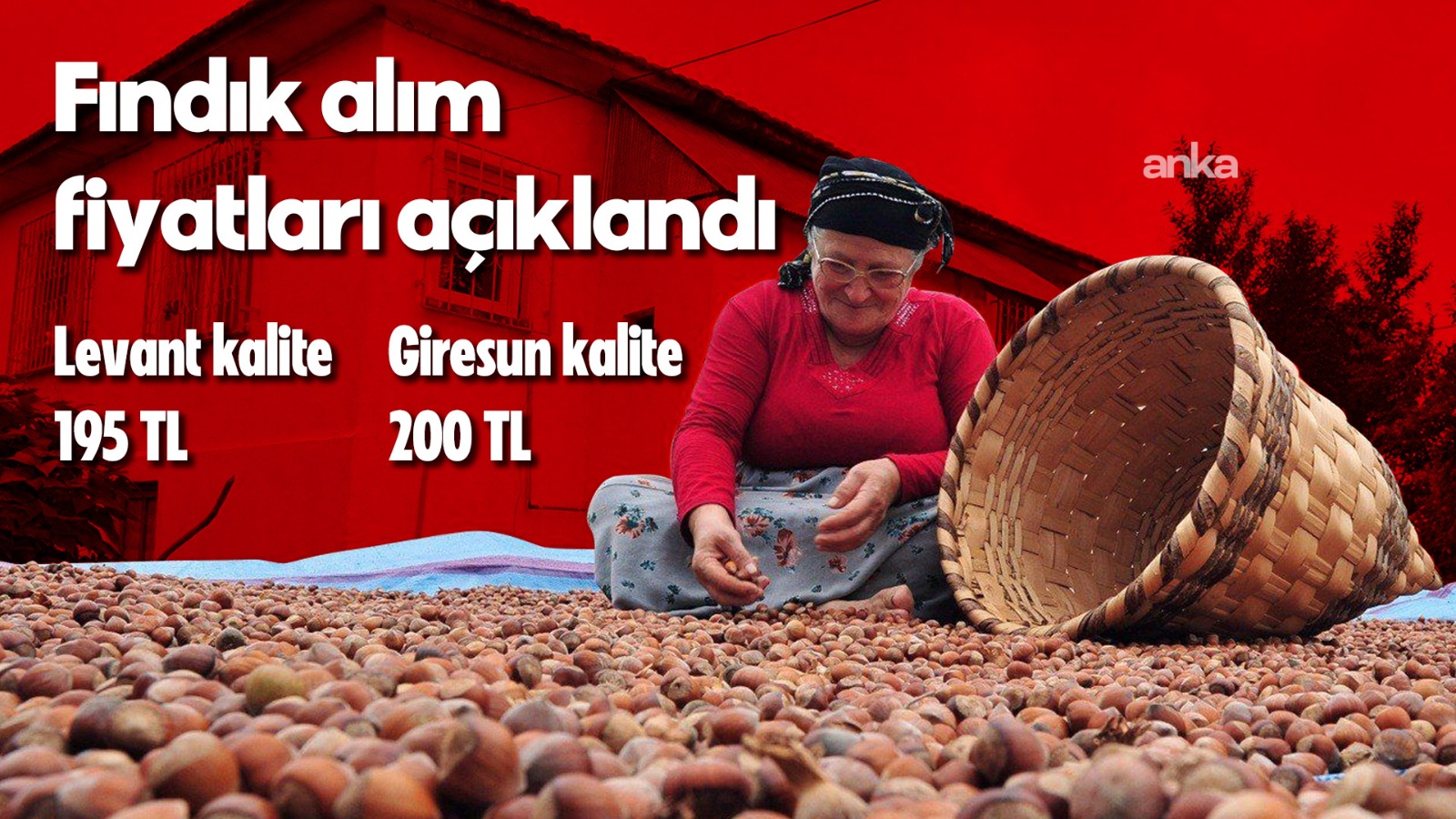 Toprak Mahsulleri Ofisi, 2025/2026 sezonu kabuklu fındık alım fiyatlarını açıkladı: Giresun kalite 200 TL, Levant kalite 195 TL