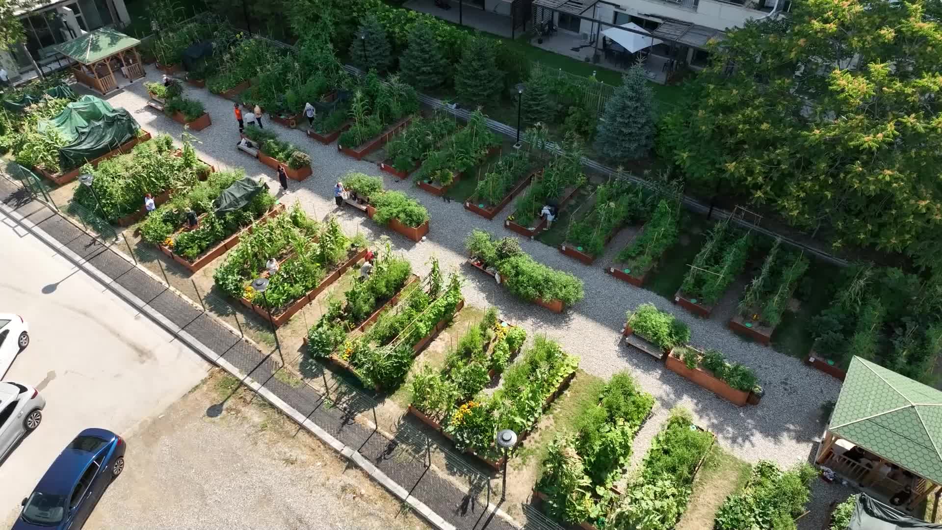 Çankaya'nın kent bostanlarında hasat zamanı