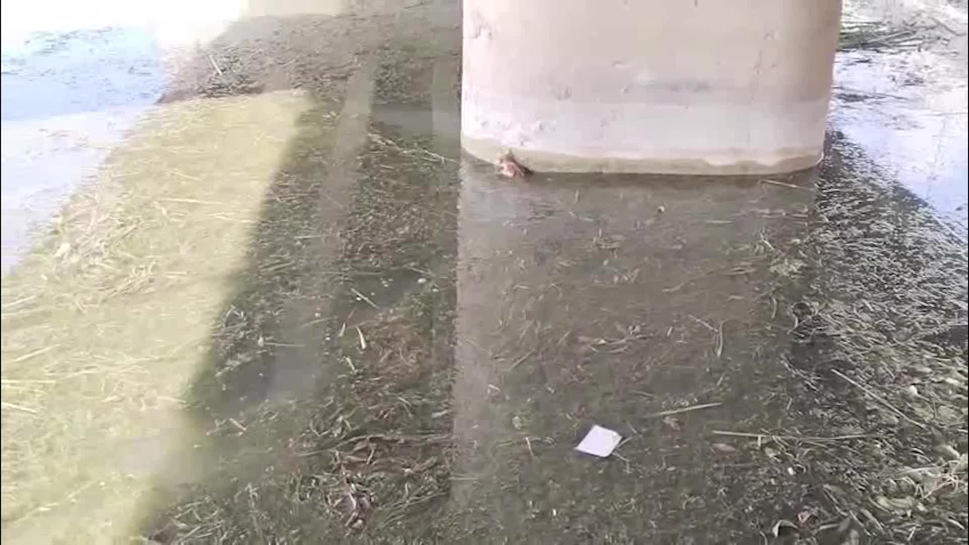 Antalya Büyükşehir Belediyesi, sazlıkların arasına düşen yavru kediyi kurtardı