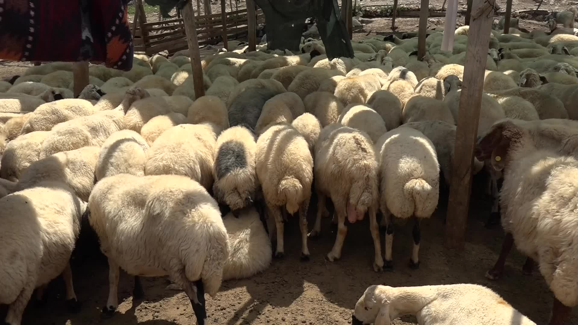 Adıyaman’da yetiştiriciler çoban bulamamaktan şikayetçi: "'Çavuş’ aracılığıyla kaçak işçi getiriyorlar"