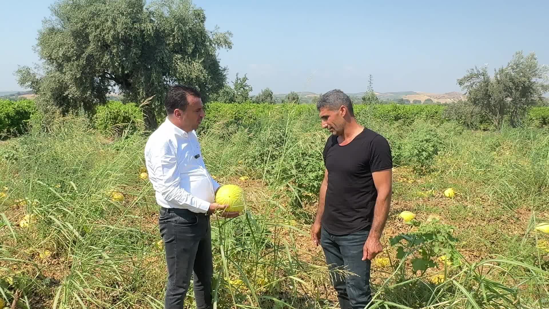 CHP'li Başevirgen çiftçileri ziyaret etti: "Ben üretiyorum ama aracılar para kazanıyor, bu sene 25 ton kavunu tarlada bıraktım"