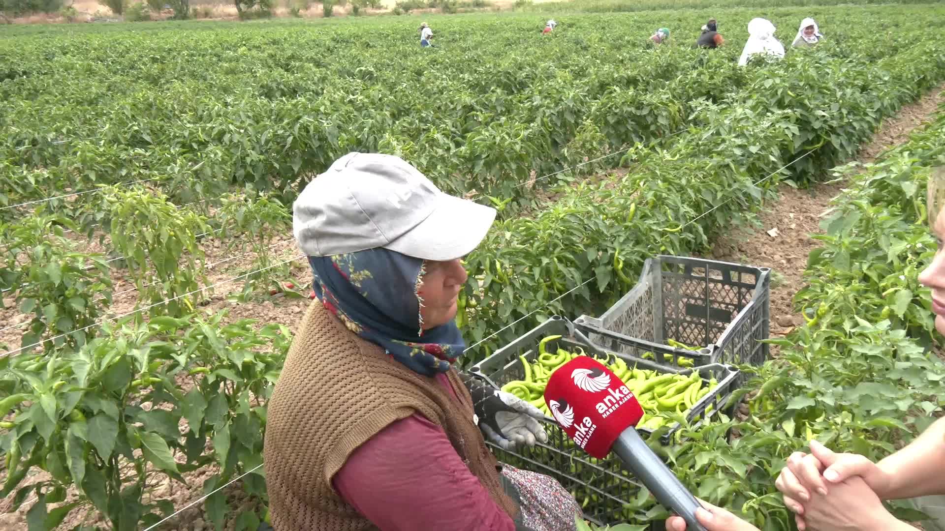 Tokatlı kadın tarım işçileri: "Çıkmazın içindeyiz. Senelerce AK Parti'ye oy verdim ama bu yıl çok felaket"