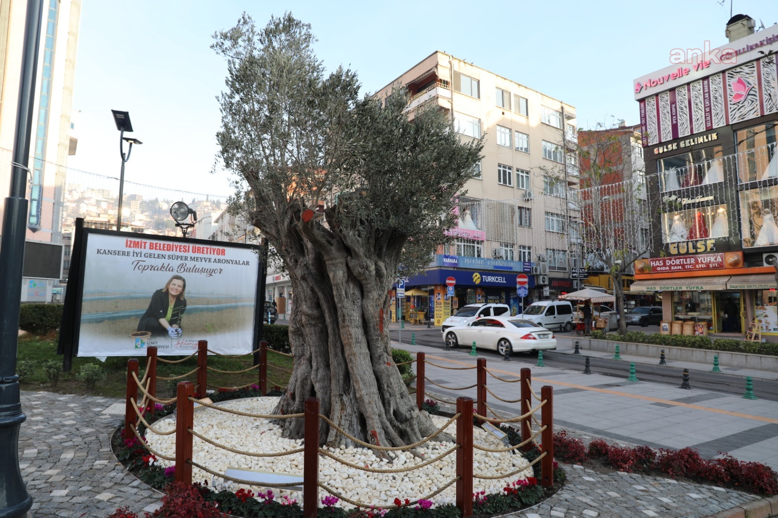 URLA'DAN GETİRİLEN 600 YAŞINDAKİ ZEYTİN AĞACI, İZMİT'İN SEMBOLLERİNDEN OLACAK