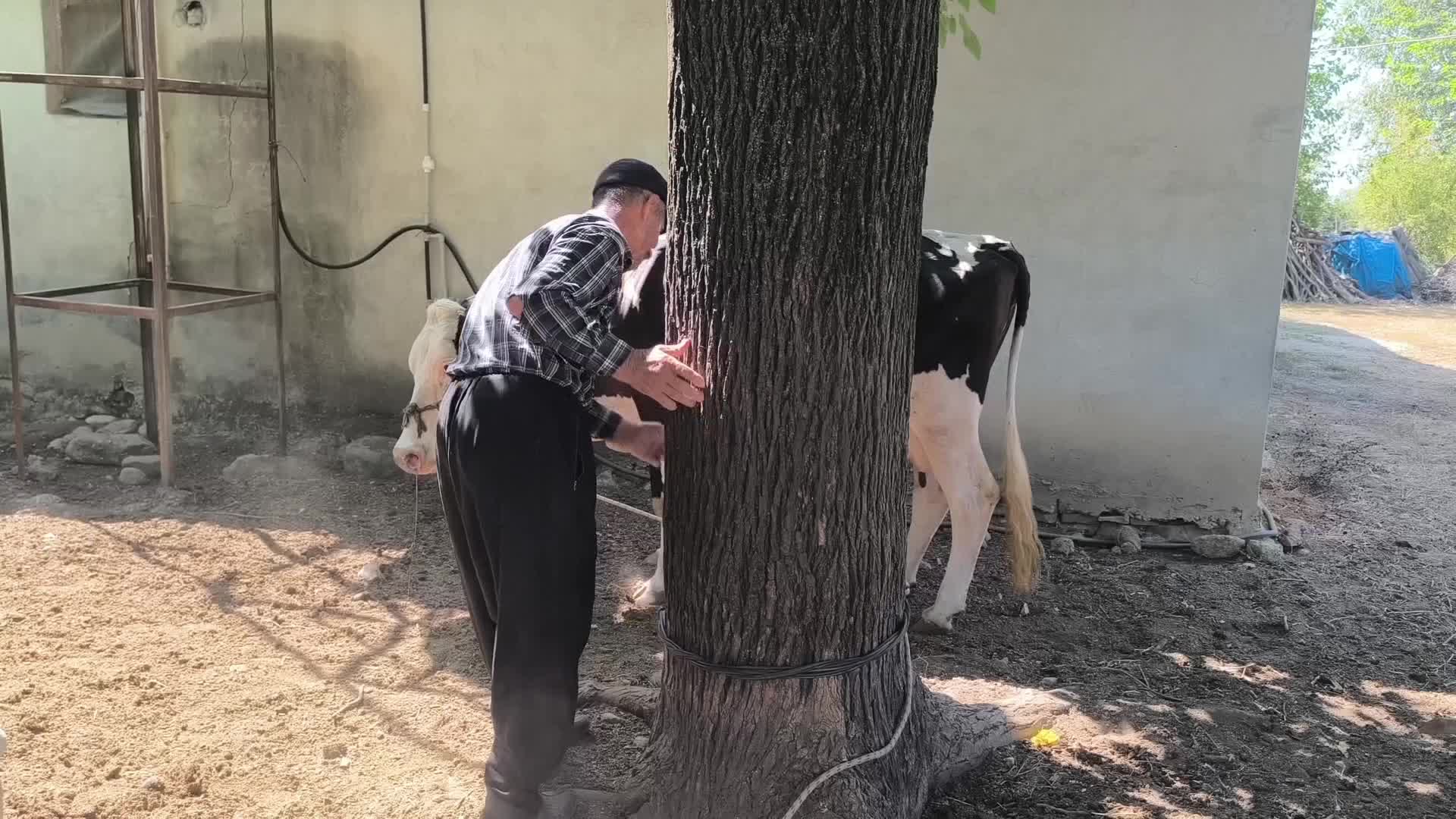 Osmaniyeli süt üreticisi: "Üç ineğin yiyeceğini bir ineğe veriyoruz, yine karşılamıyor, ineği kandırıyoruz"