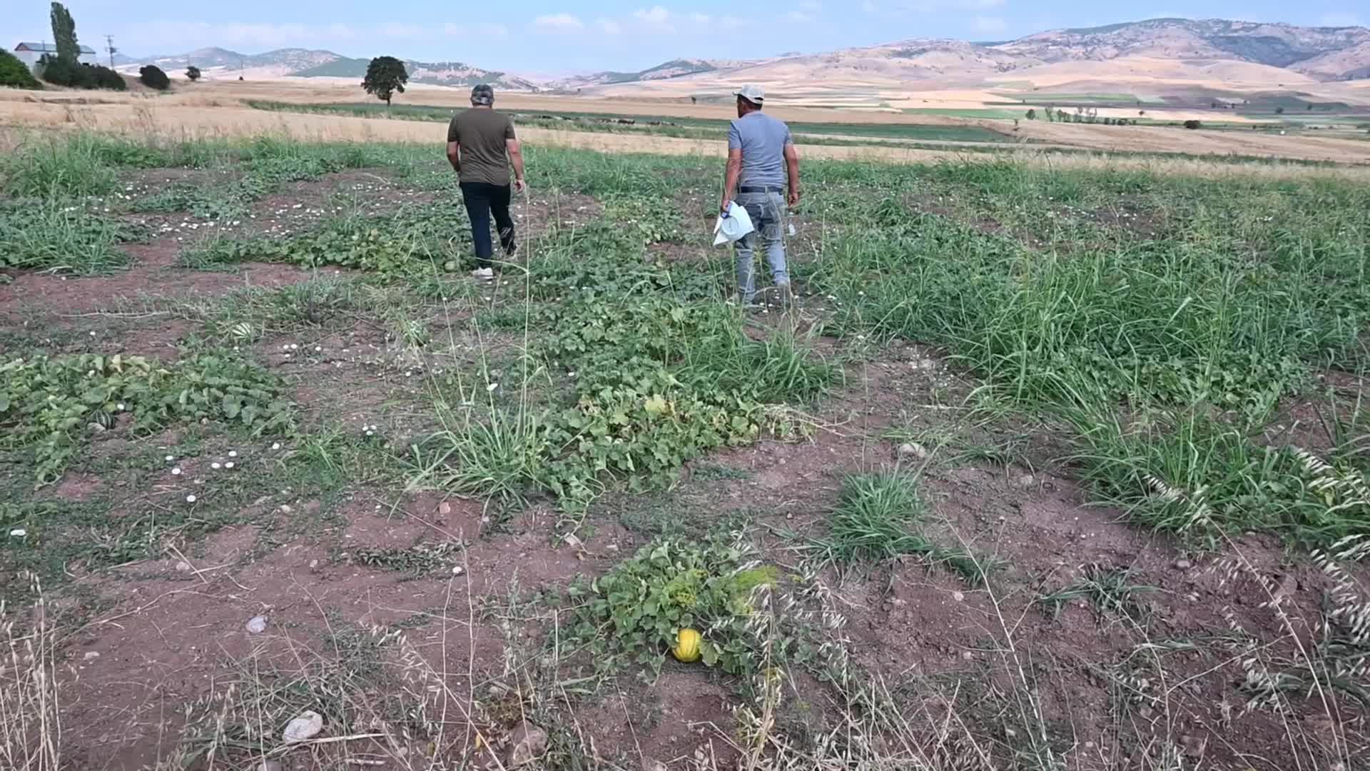 Yozgat’ın tescilli Bağrıbütün kavununa talep çok ama ürün yok