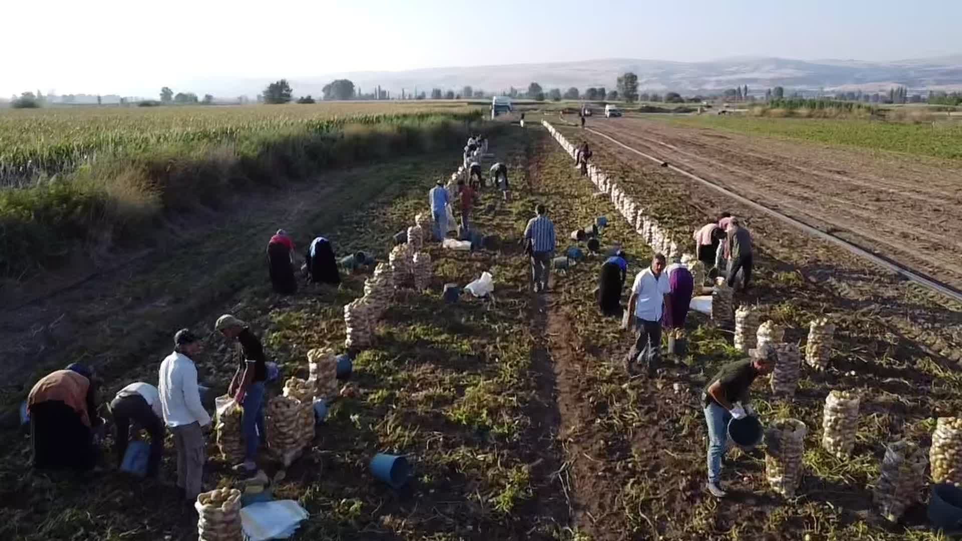 Amasya'da genç çiftçi, satamadığı 8 ton patatesi ücretsiz dağıttı
