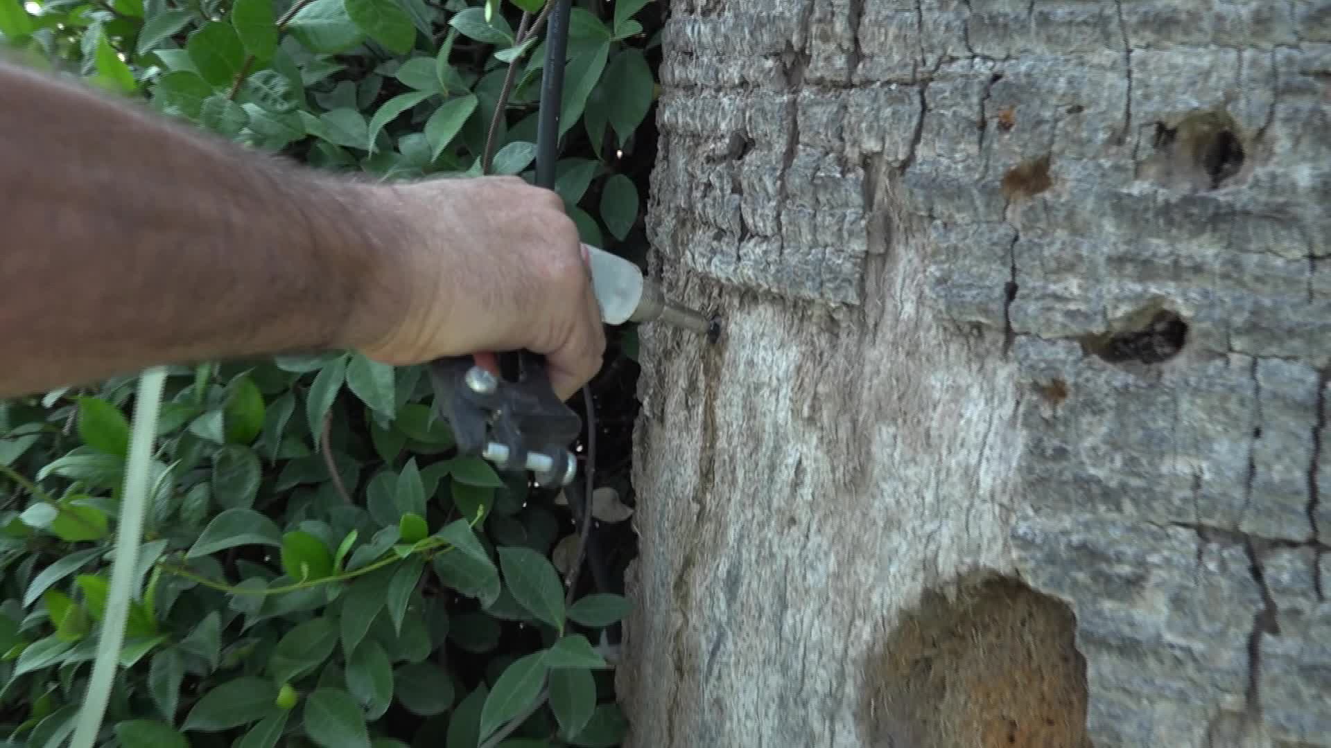 Kültürpark’ın palmiyelerine yapay zeka desteği ile koruma