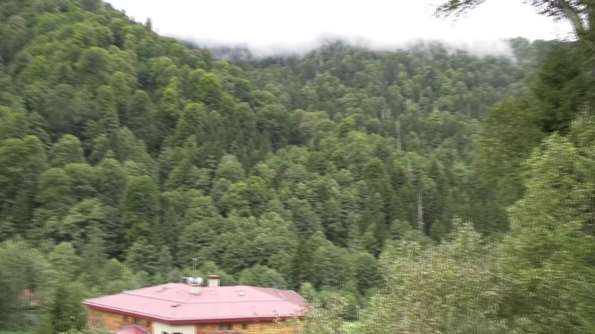 Rize ve çevresinde 27 dağ keçisi ihaleyle avlanacak... Doğa savunucularından tepki