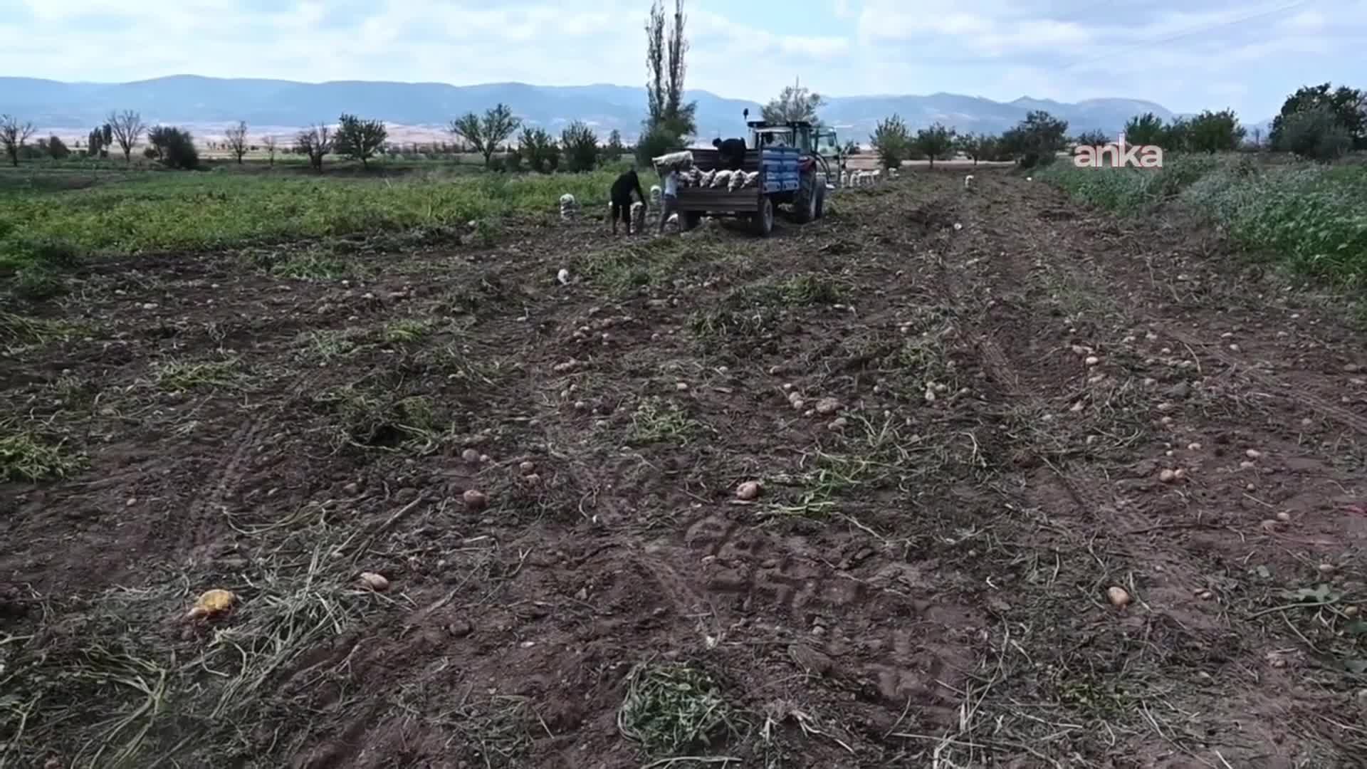 CHP Aydıncık İlçe Başkanı Erdoğan, alıcı bulamadığı bir traktör patatesi sokağa döktü... Erdoğan: "Alın size beka sorunu"